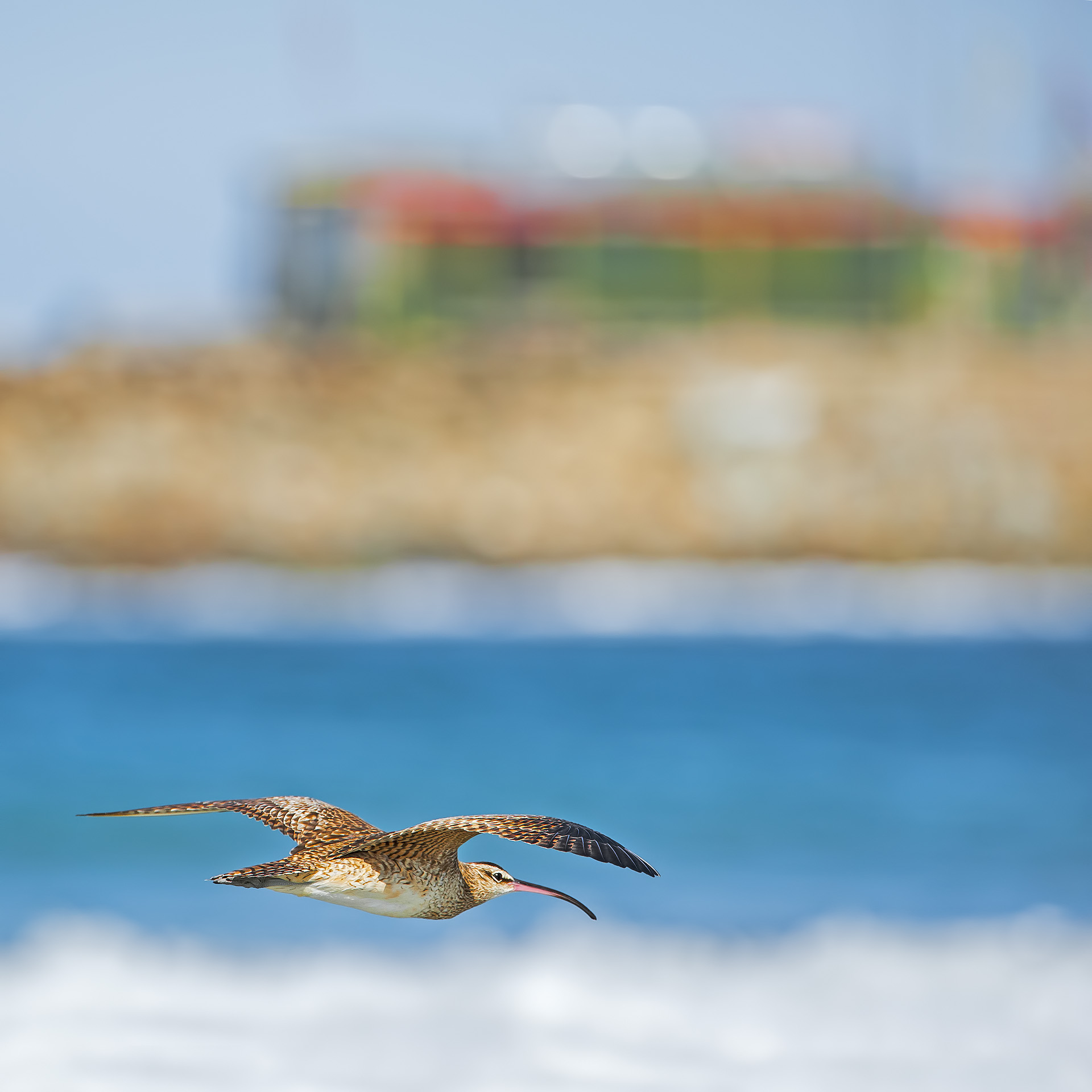 Chiurlo piccolo - Numenius phaeopus hudsonicus