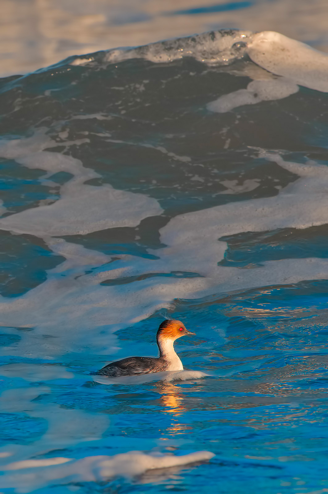 Svasso argentato-Podiceps occipitalis (di bassa quota)