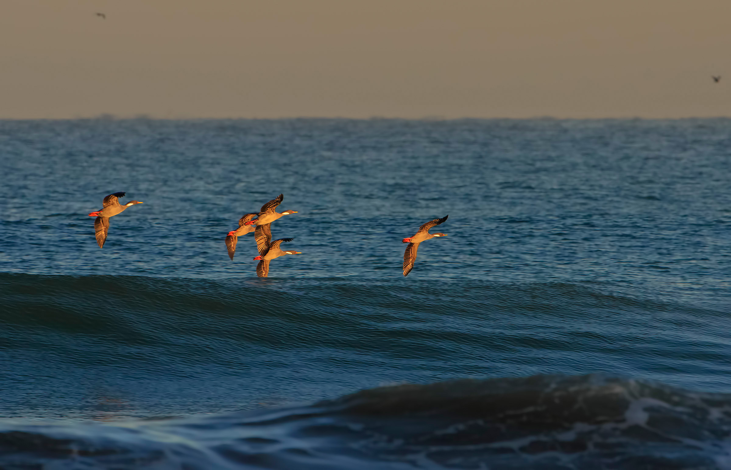Cormorano zamperosse - Phalacrocorax gaimardi
