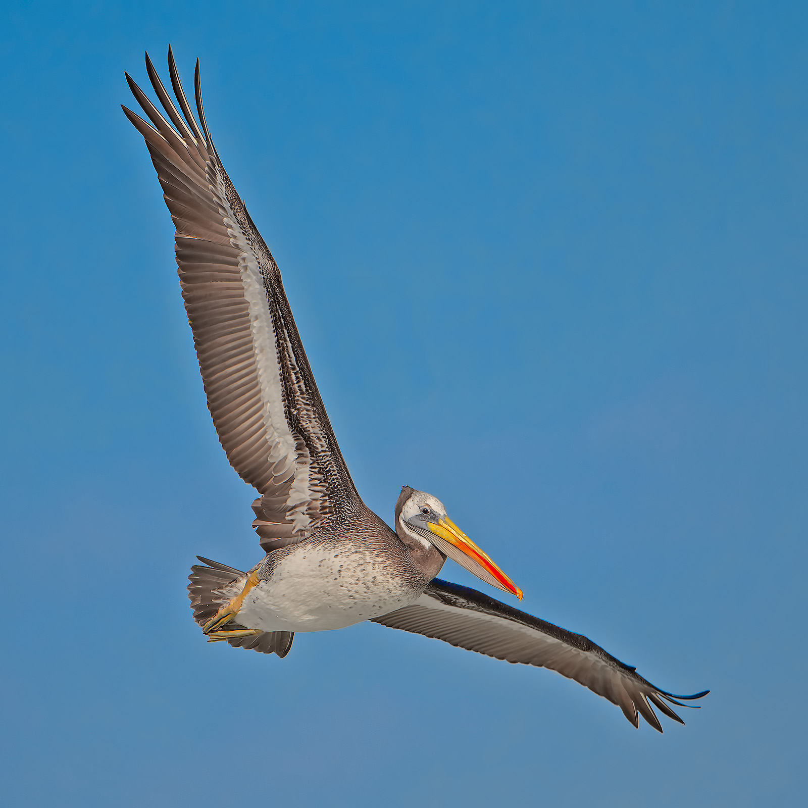Pellicano peruviano - Pelecanus thagus