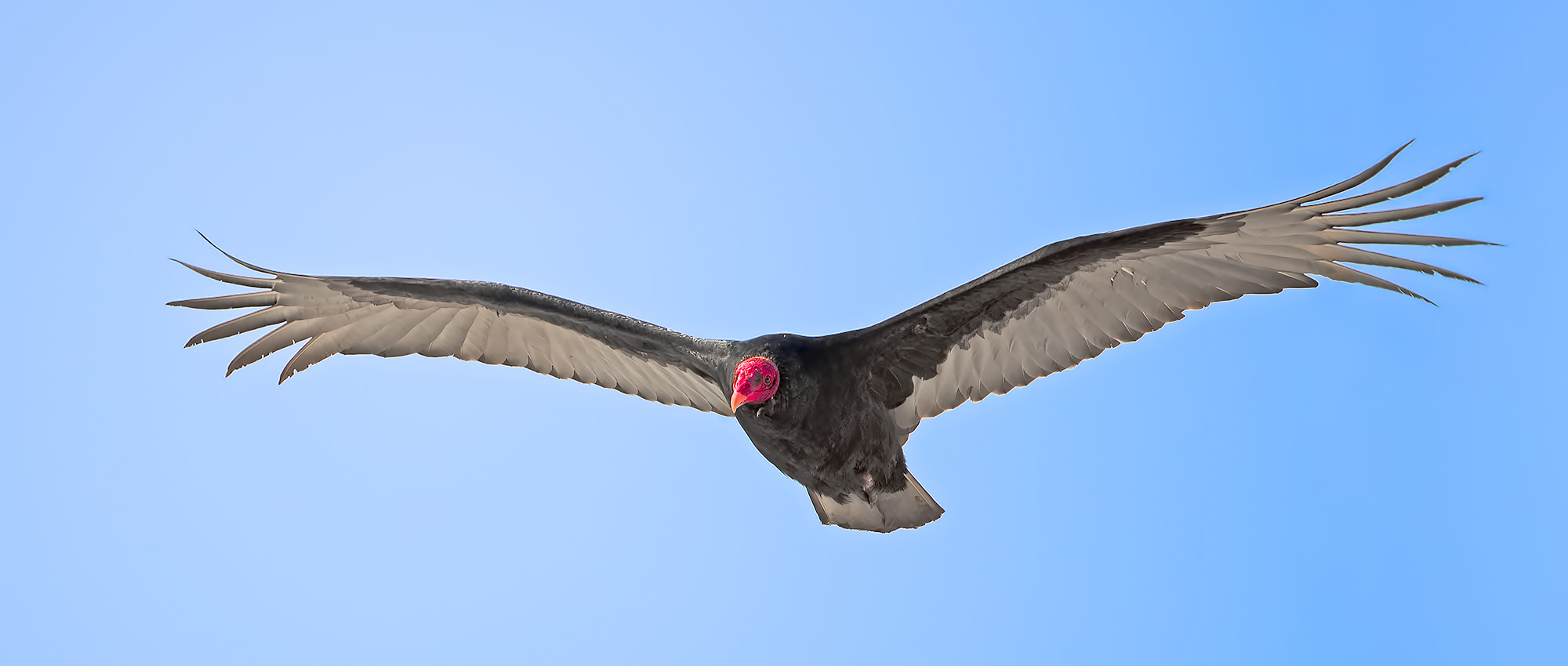 Avvoltoio collorosso - Cathartes aura