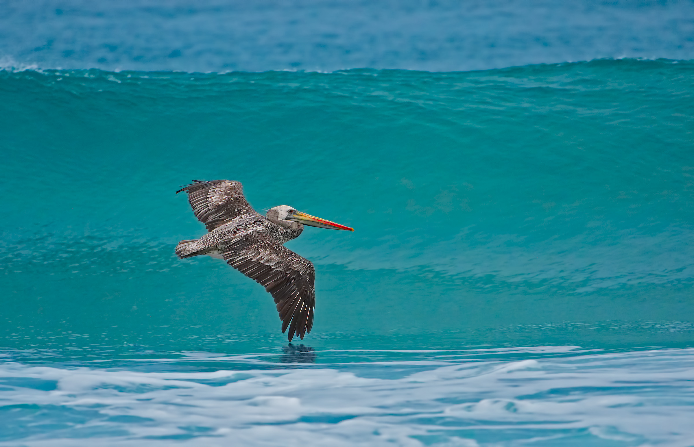 Pellicano del Perù - Pelecanus thagus
