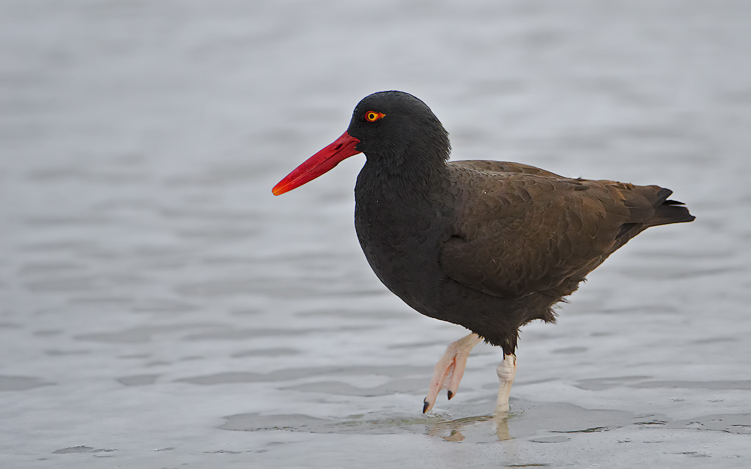 Beccaccia di mare del Sud America - Haematopus ater