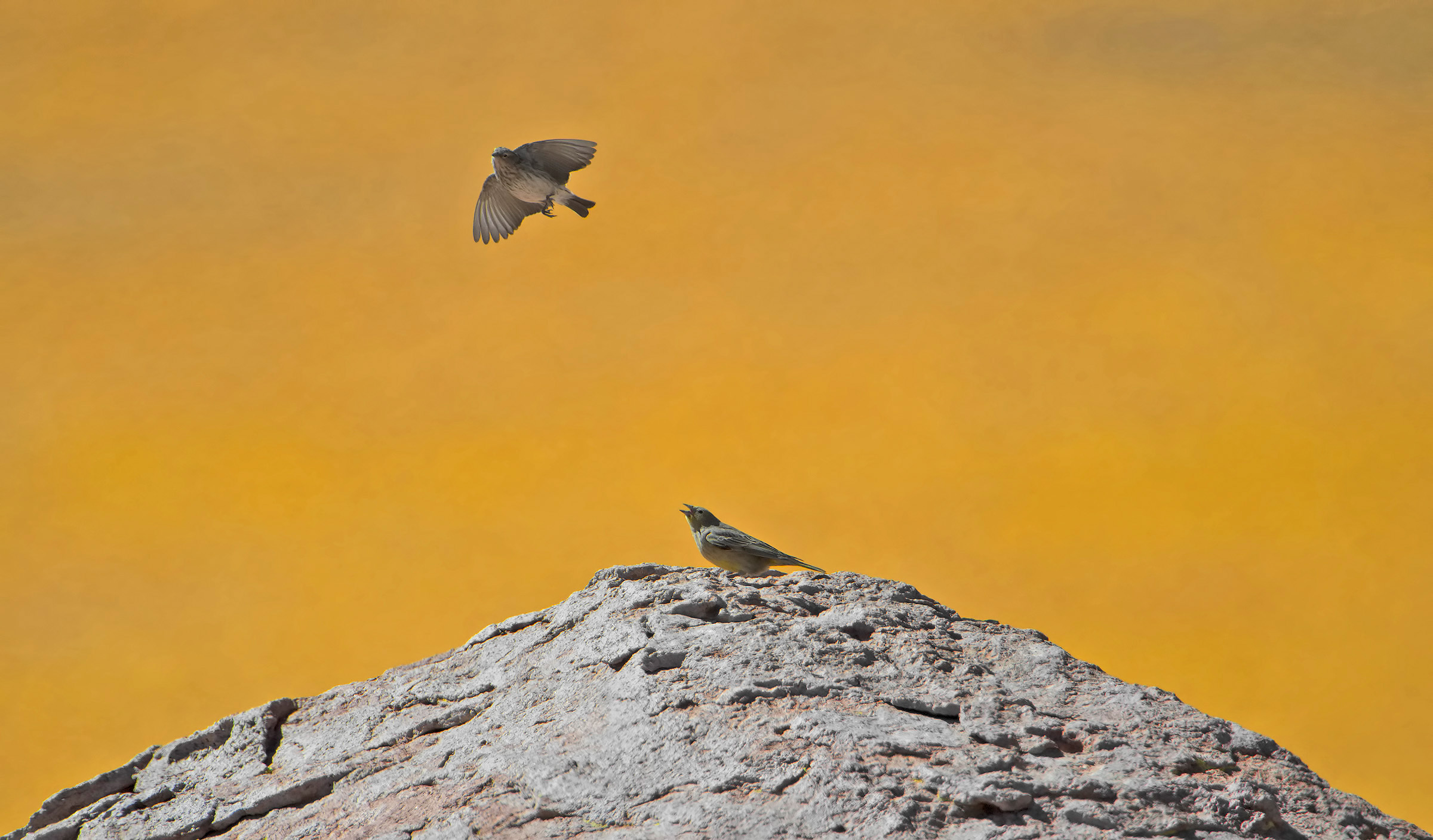 Fringuello dorato maggiore - Sicalis auriventris