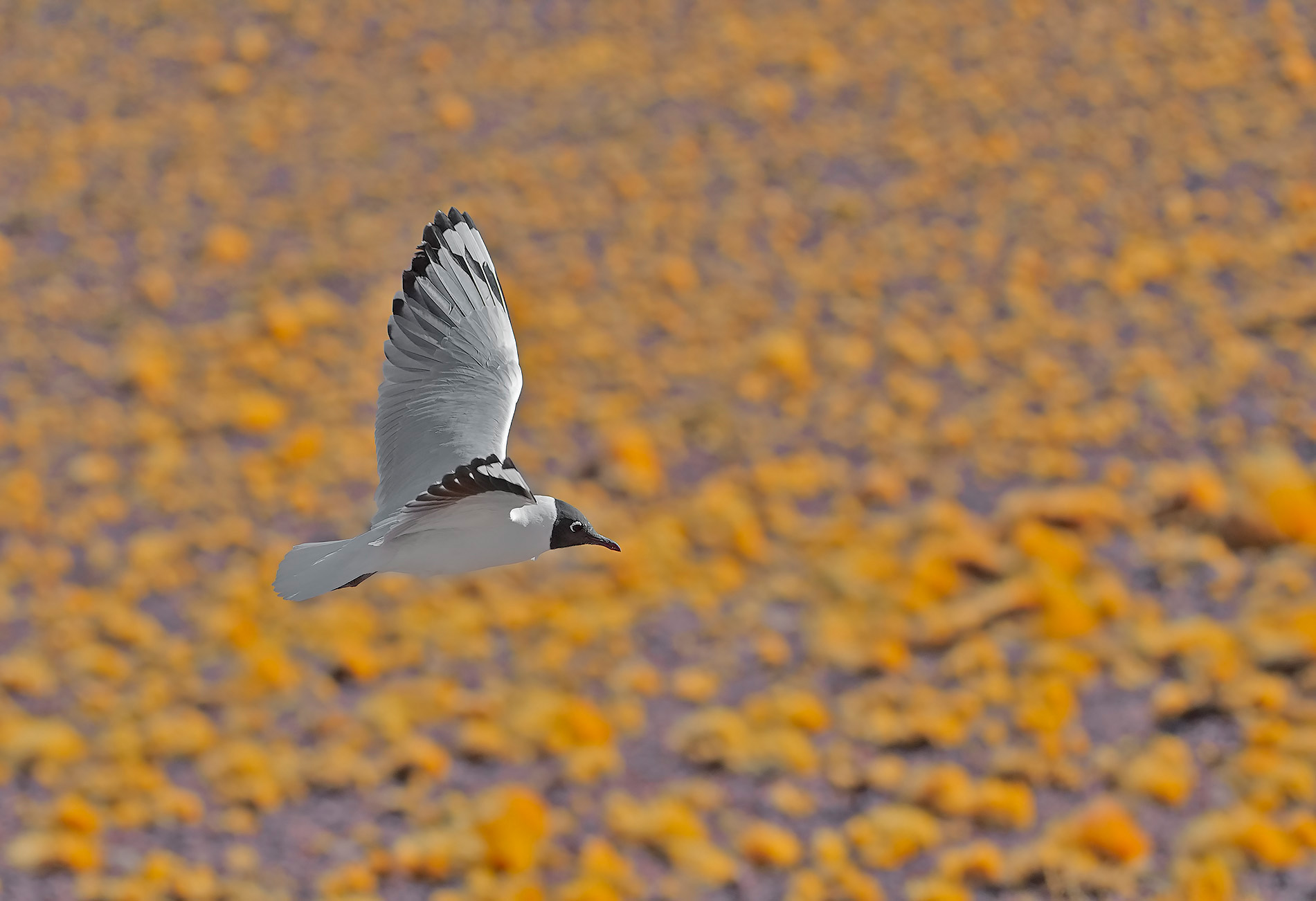 Gabbiano delle Ande - Andean gull