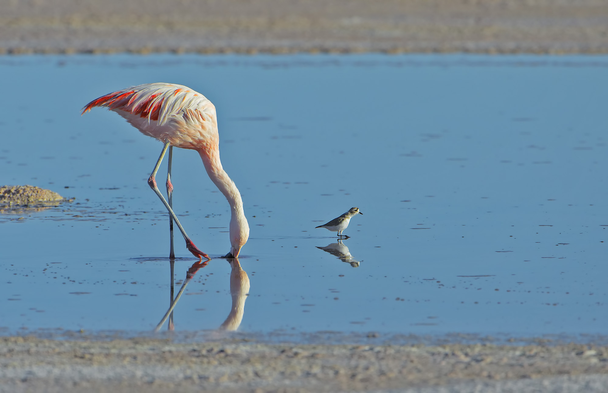 Fenicottero del Cile - Chilean flamingo