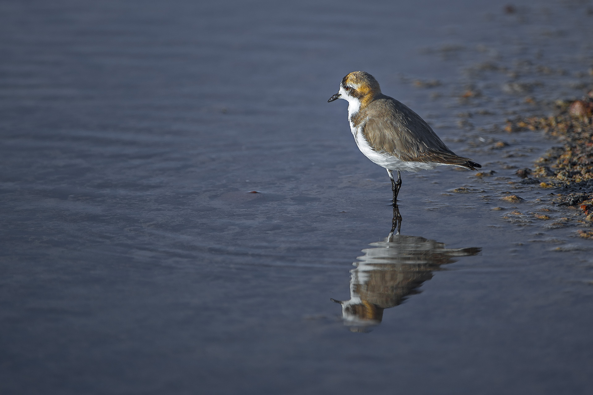 Corriere della Puna - Puna plover