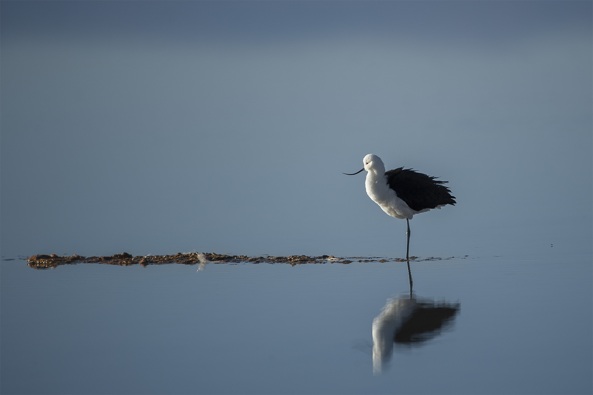 Avocetta delle Ande - Andean avocet