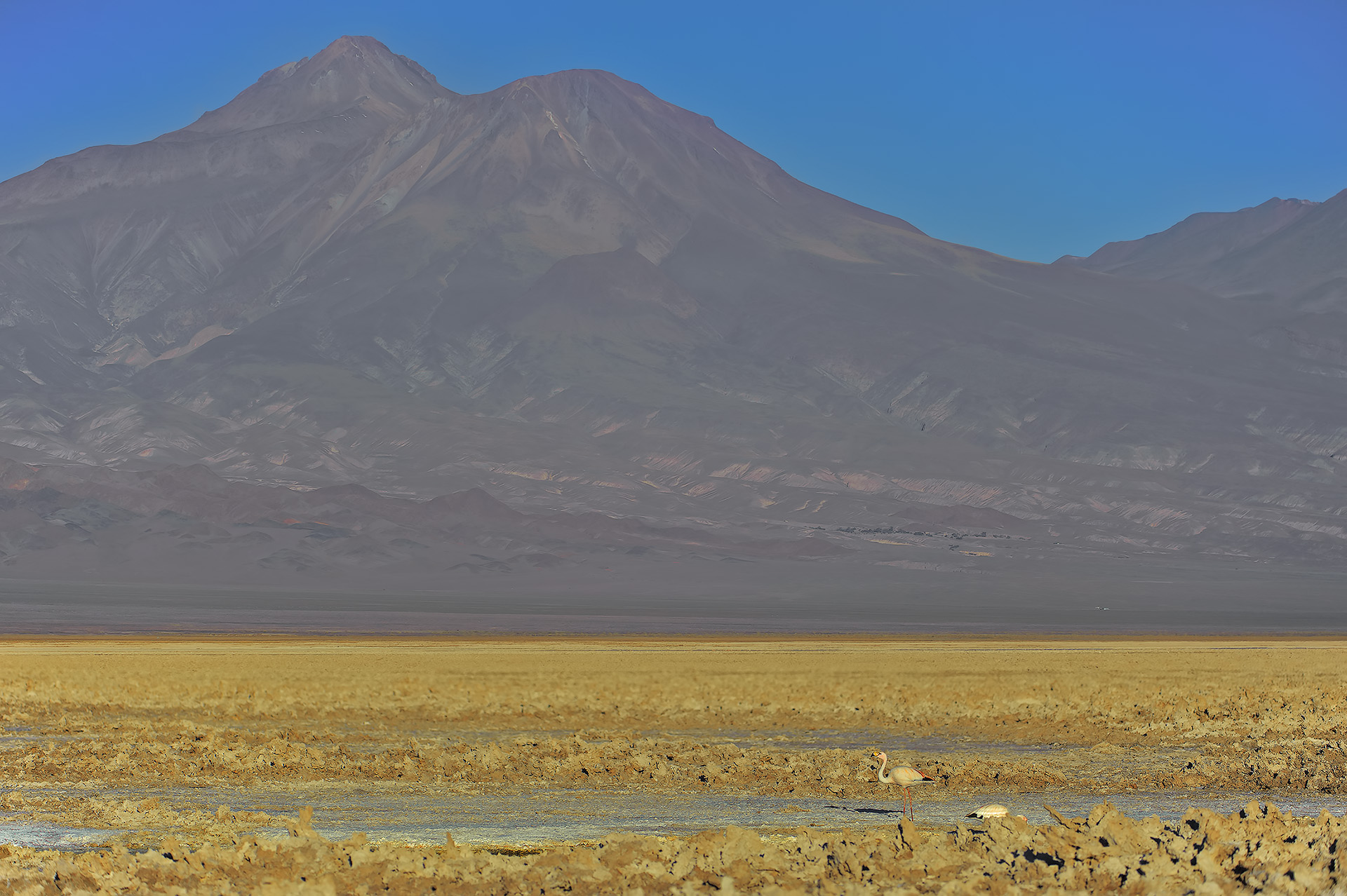Fenicottero delle Ande - Andean flamingo