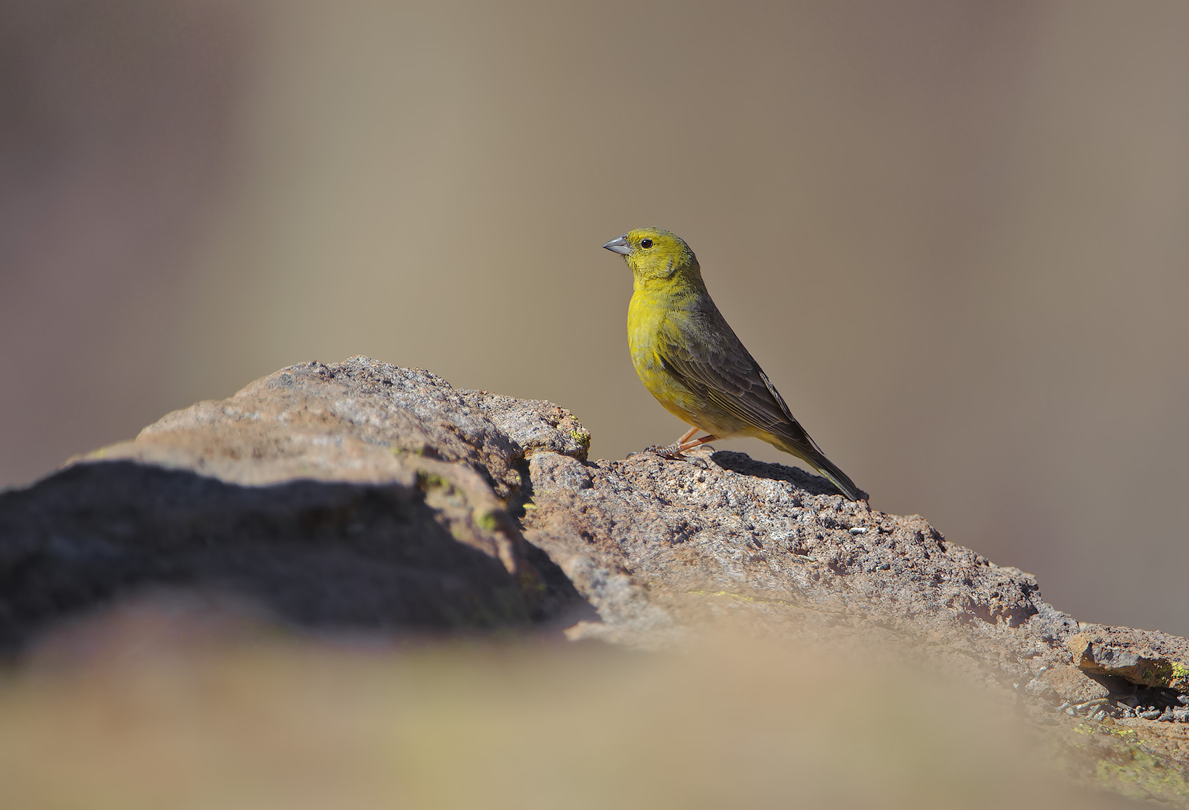 Fringuello gialloverdastro - Sicalis olivascens