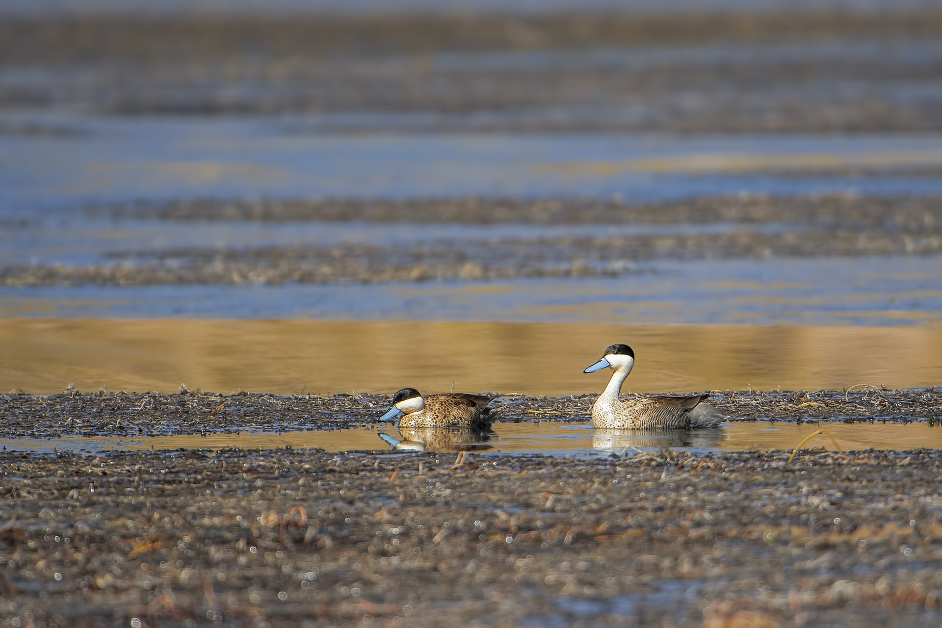 Alzavola della Puna - Anas Puna