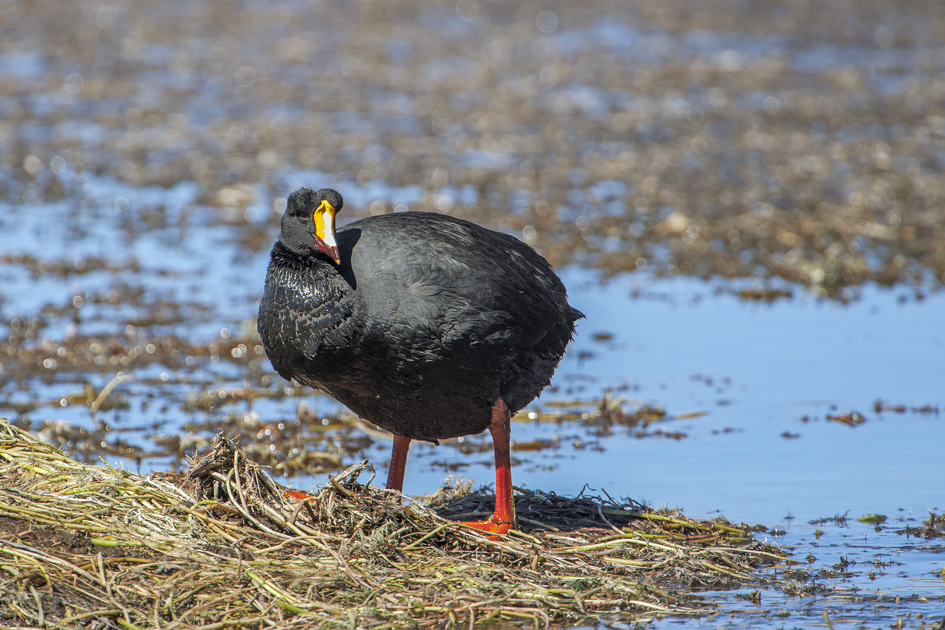 Folaga gigante - Fulica gigantea