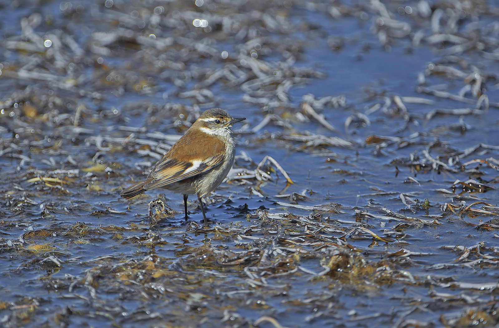 Cinclode ali crema - Cinclodes albiventris
