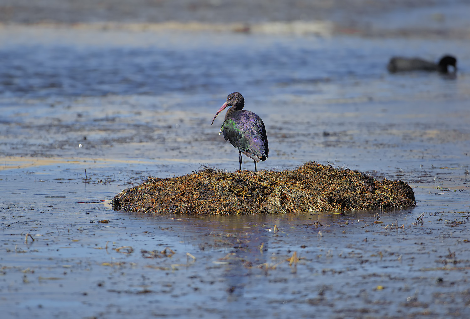 Ibis della Puna - Plegadis ridgwayi