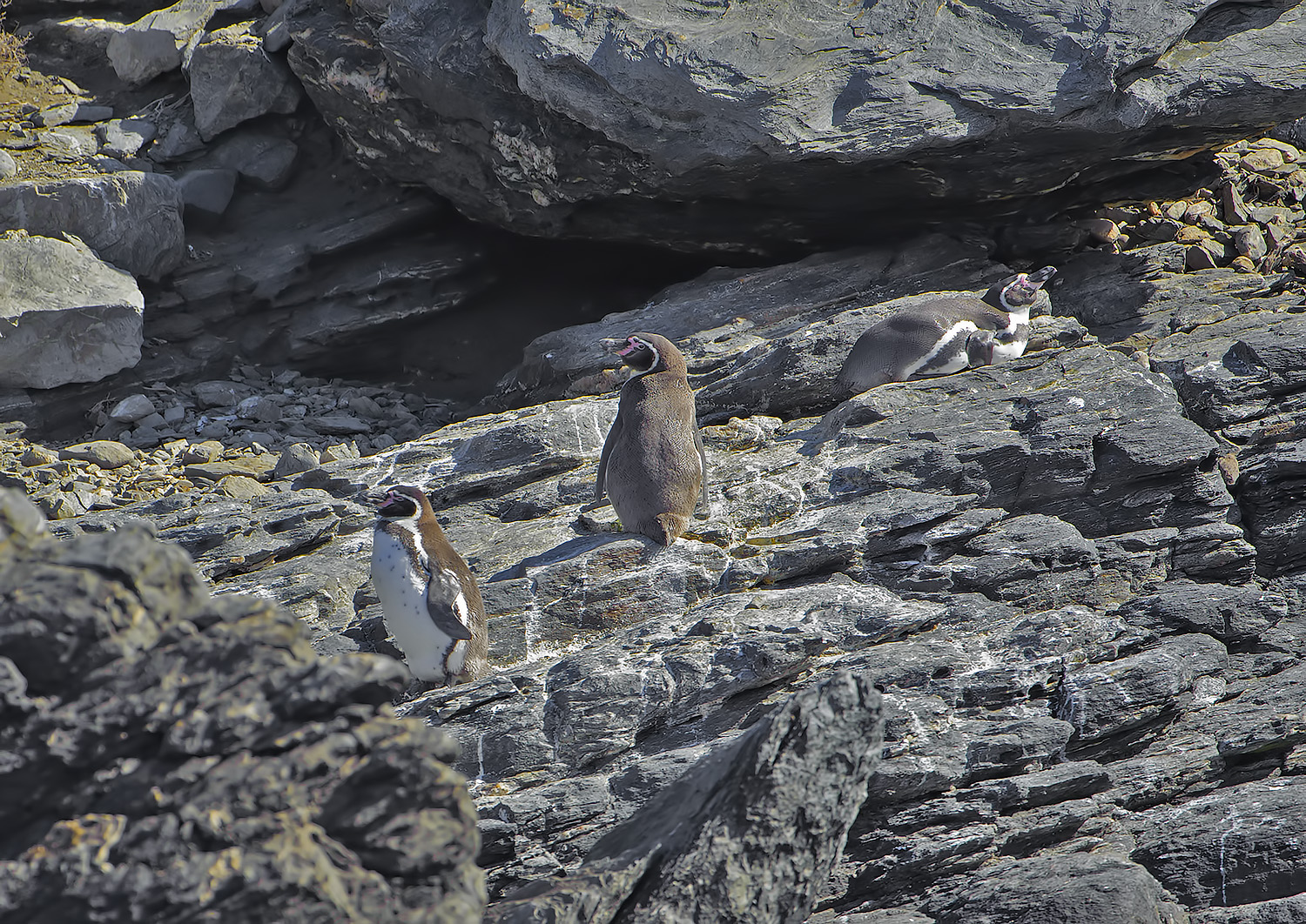 Pinguino di Humboldt - Spheniscus humboldti