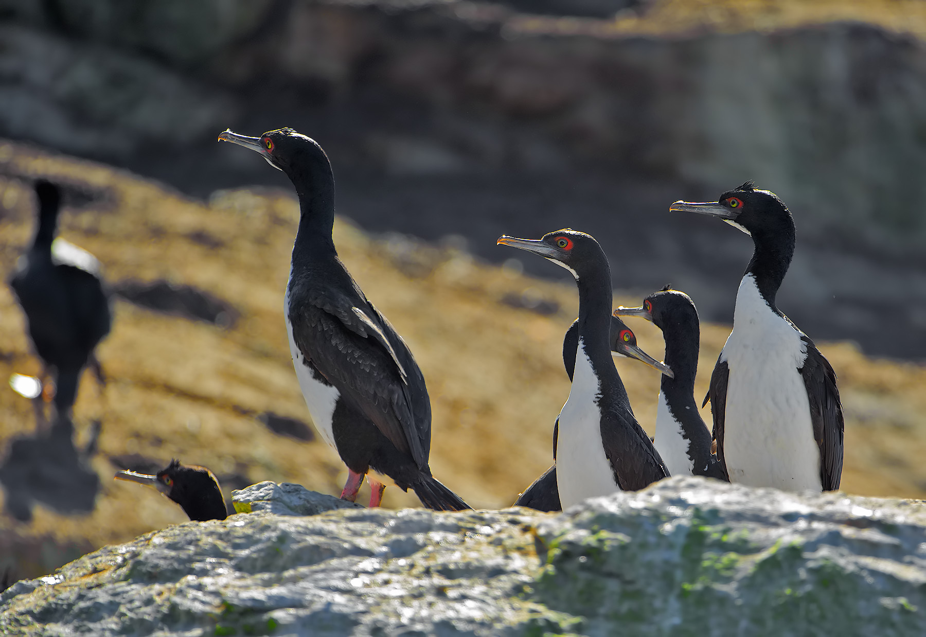 Cormorano del guano - Phalacrocorax bougainvillii