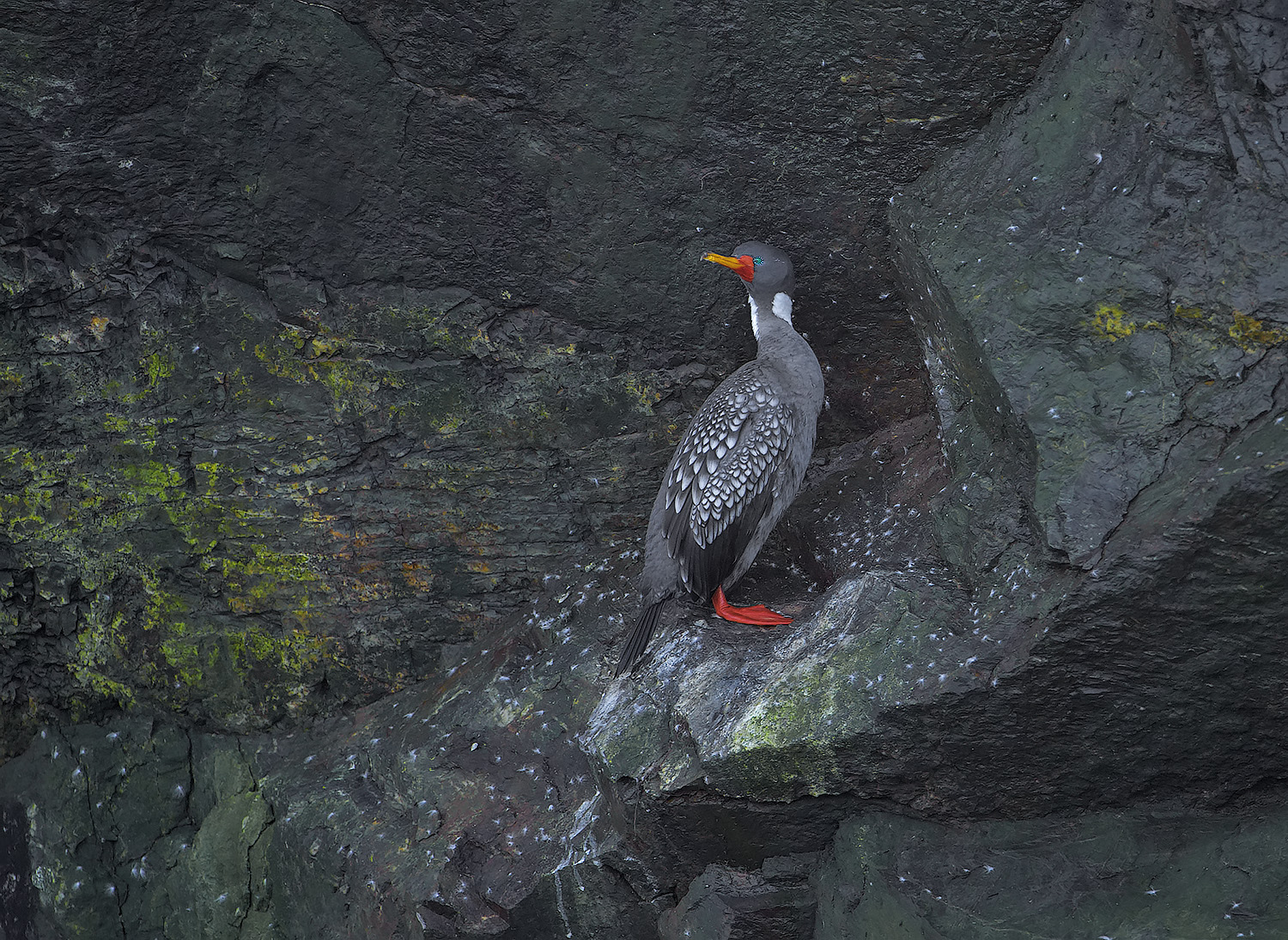 Cormorano zamperosse - Phalacrocorax gaimardi