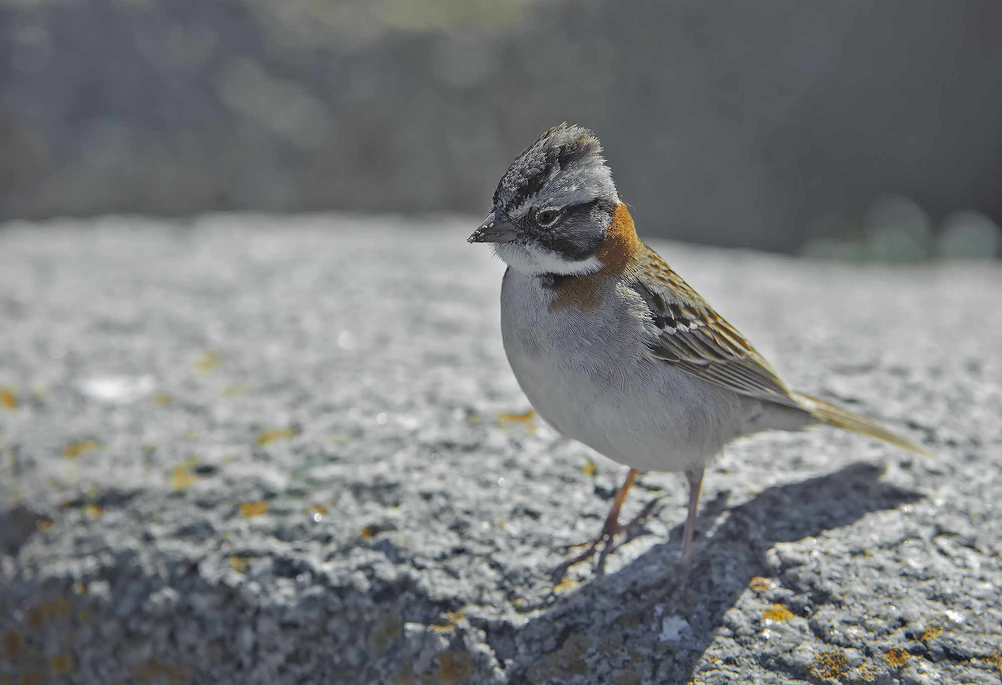 Passero dal collare rosso - Zonotrichia capensis