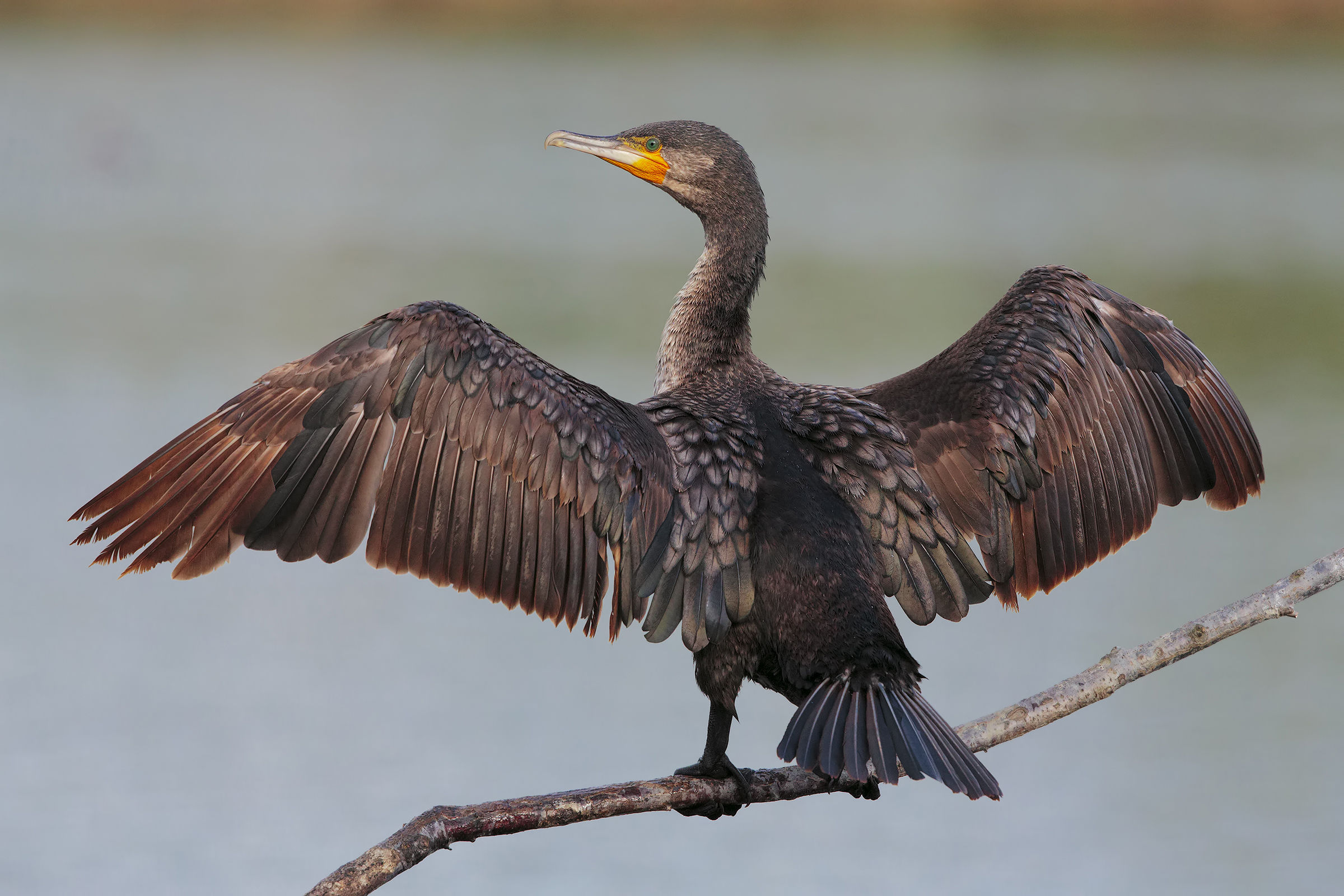 Cormorants wings to dry