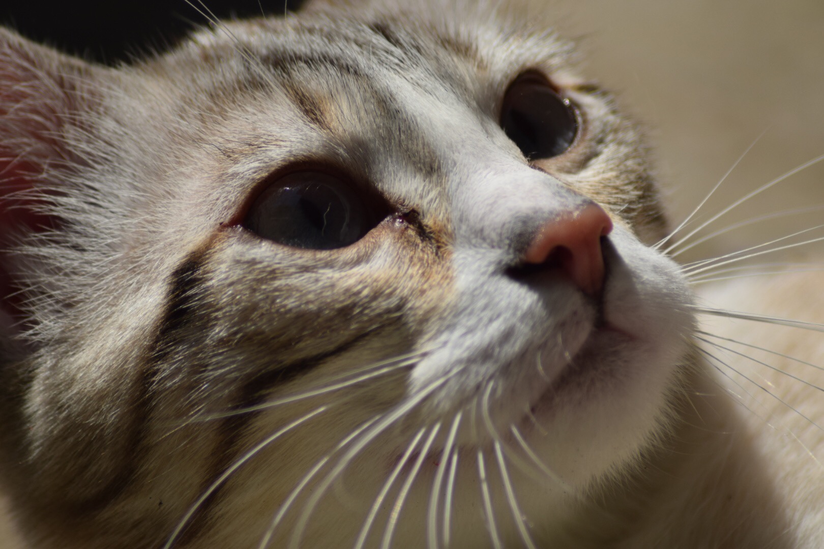 Waiting for the dessert