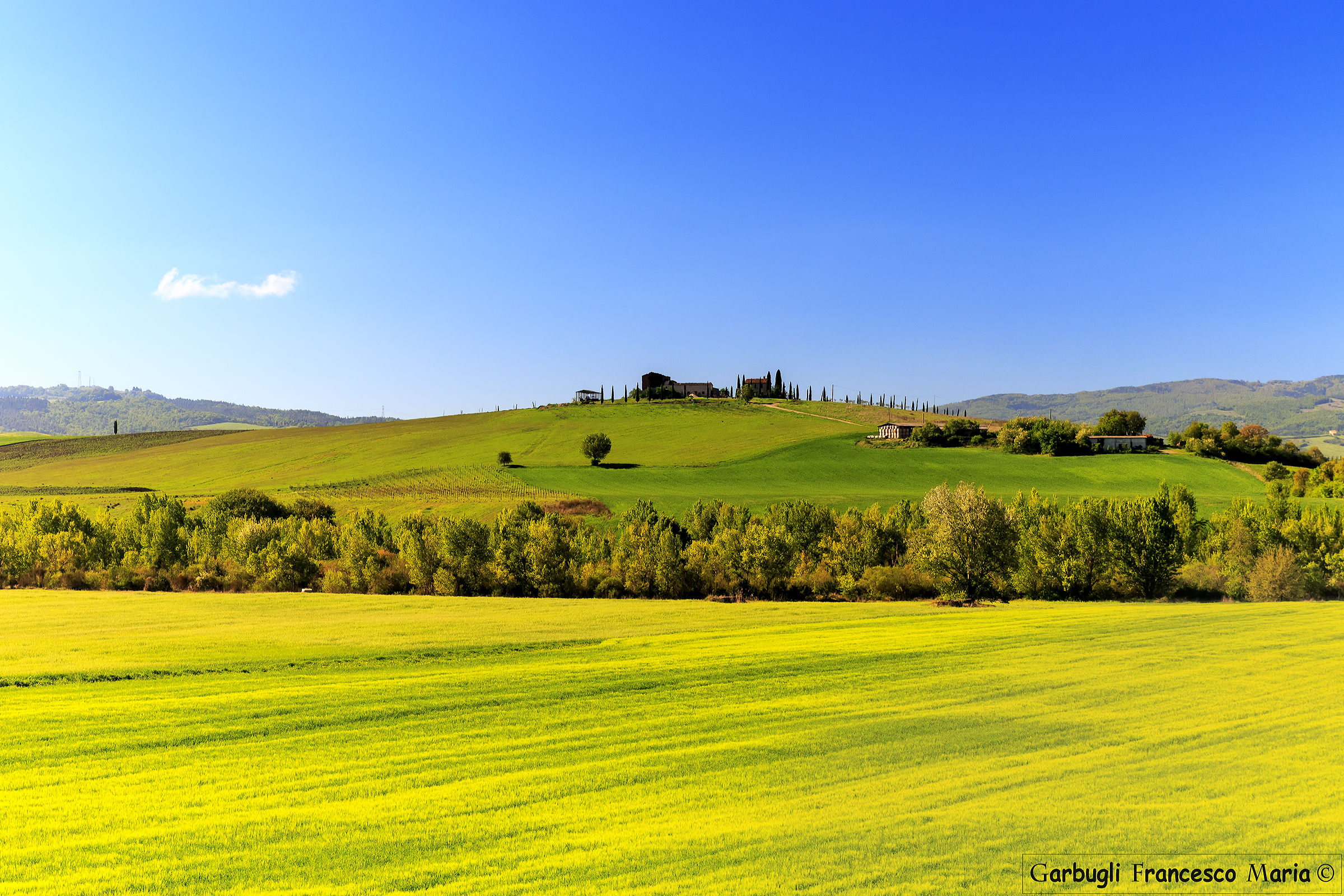 Yellow field in Val d'Orcia