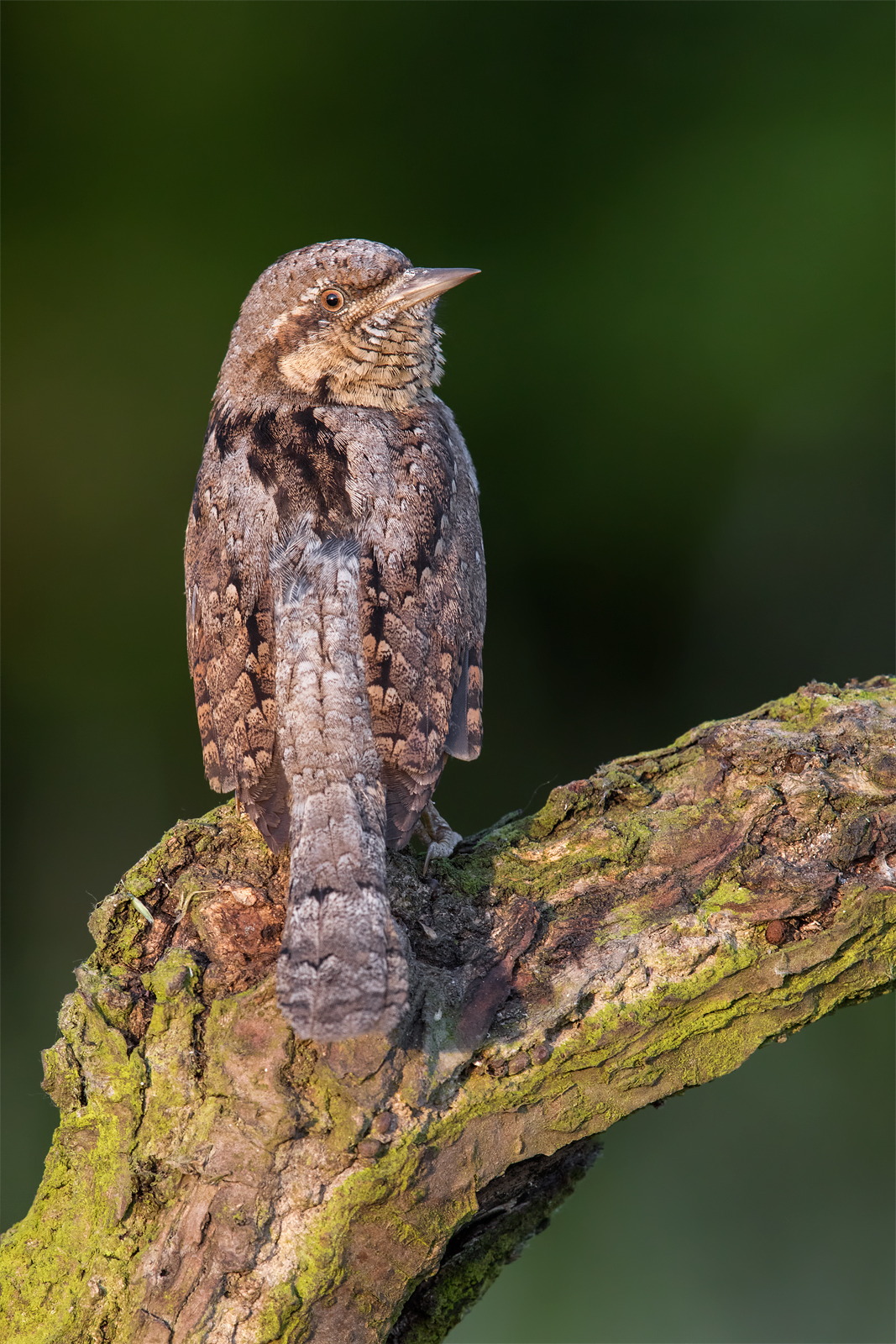 Euarasian wryneck