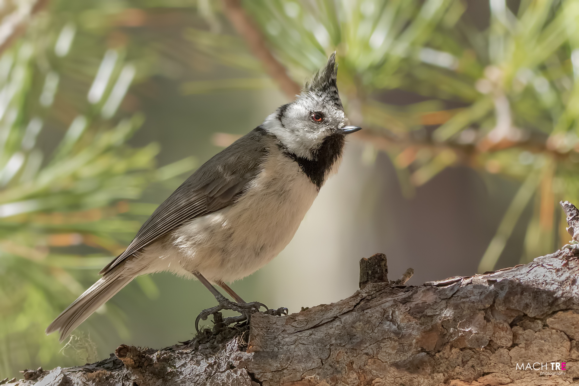 Cincia dal ciuffo (Lophophanes cristatus)