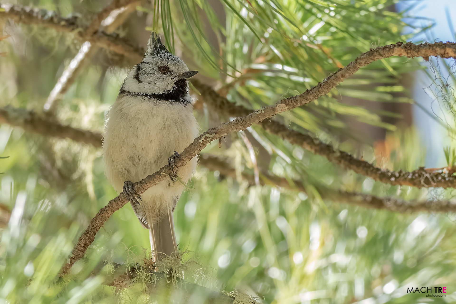Cincia dal ciuffo (Lophophanes cristatus)