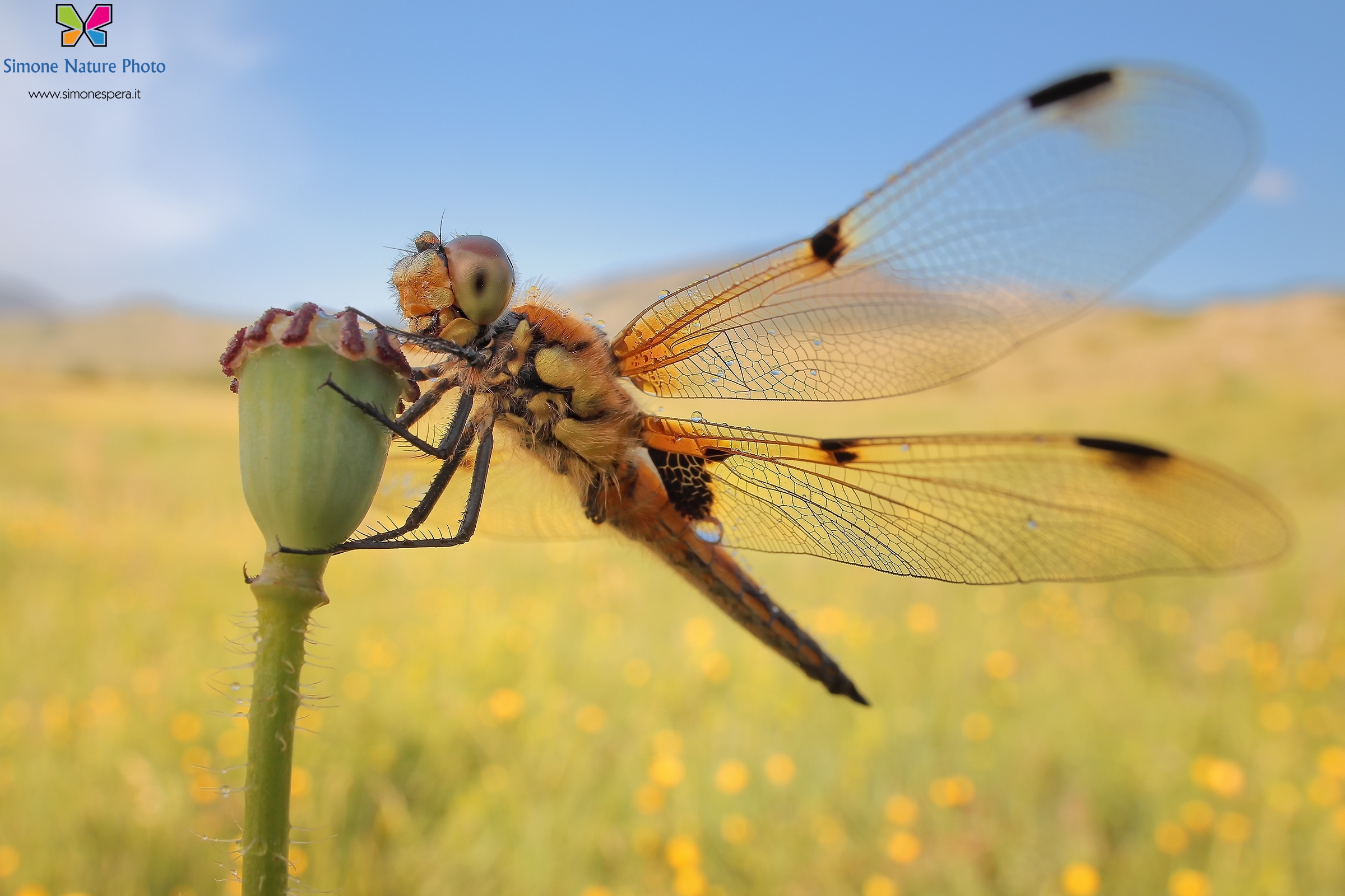 Quadrimaculata wide .....