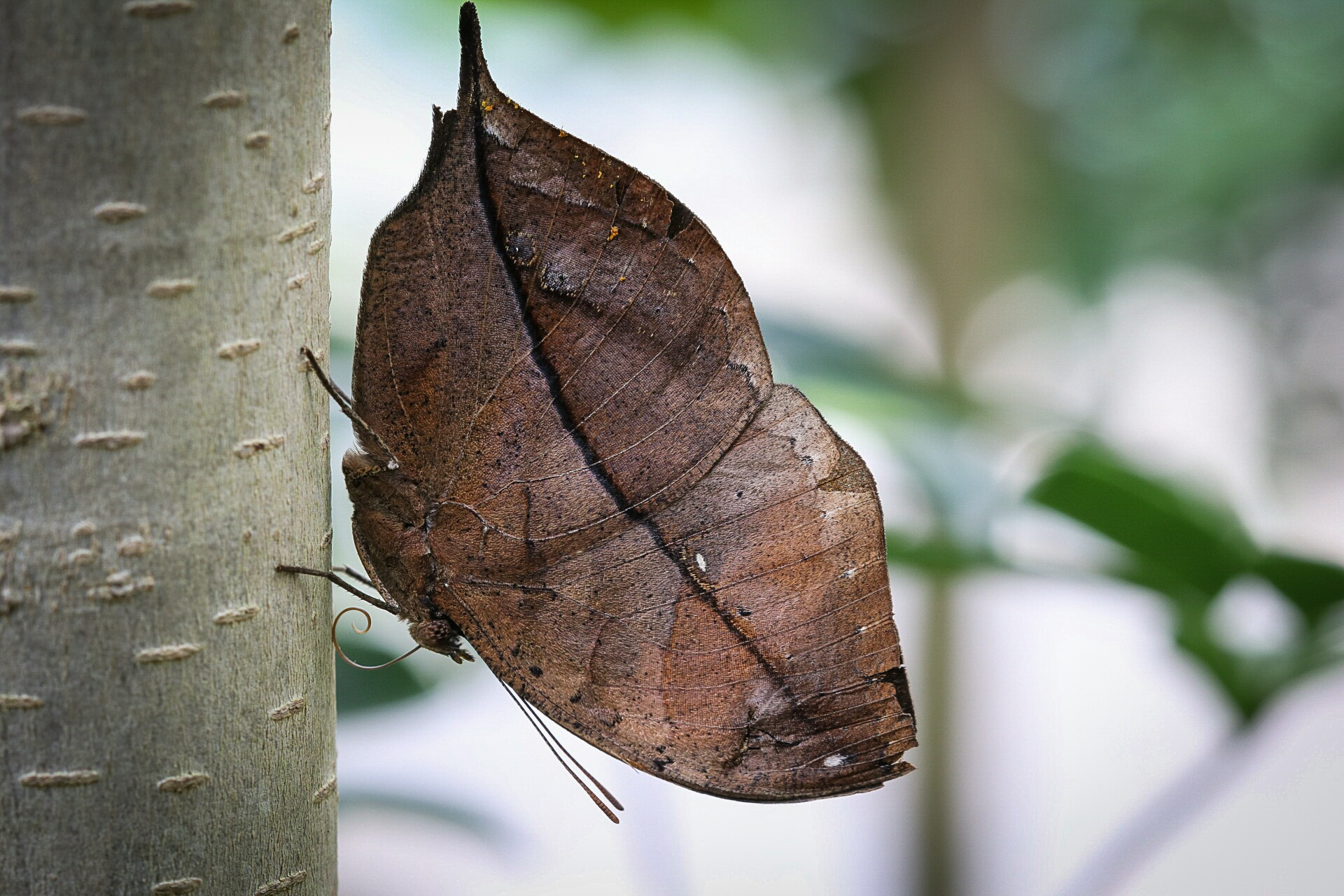 Uropythia meticulodine