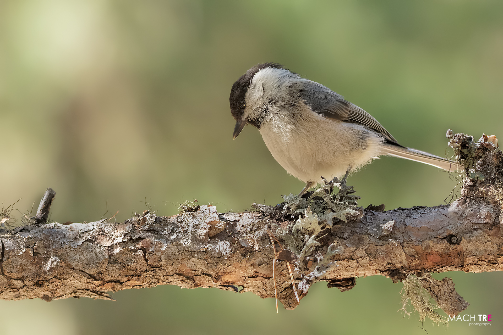 Cincia bigia (Poecile palustris)