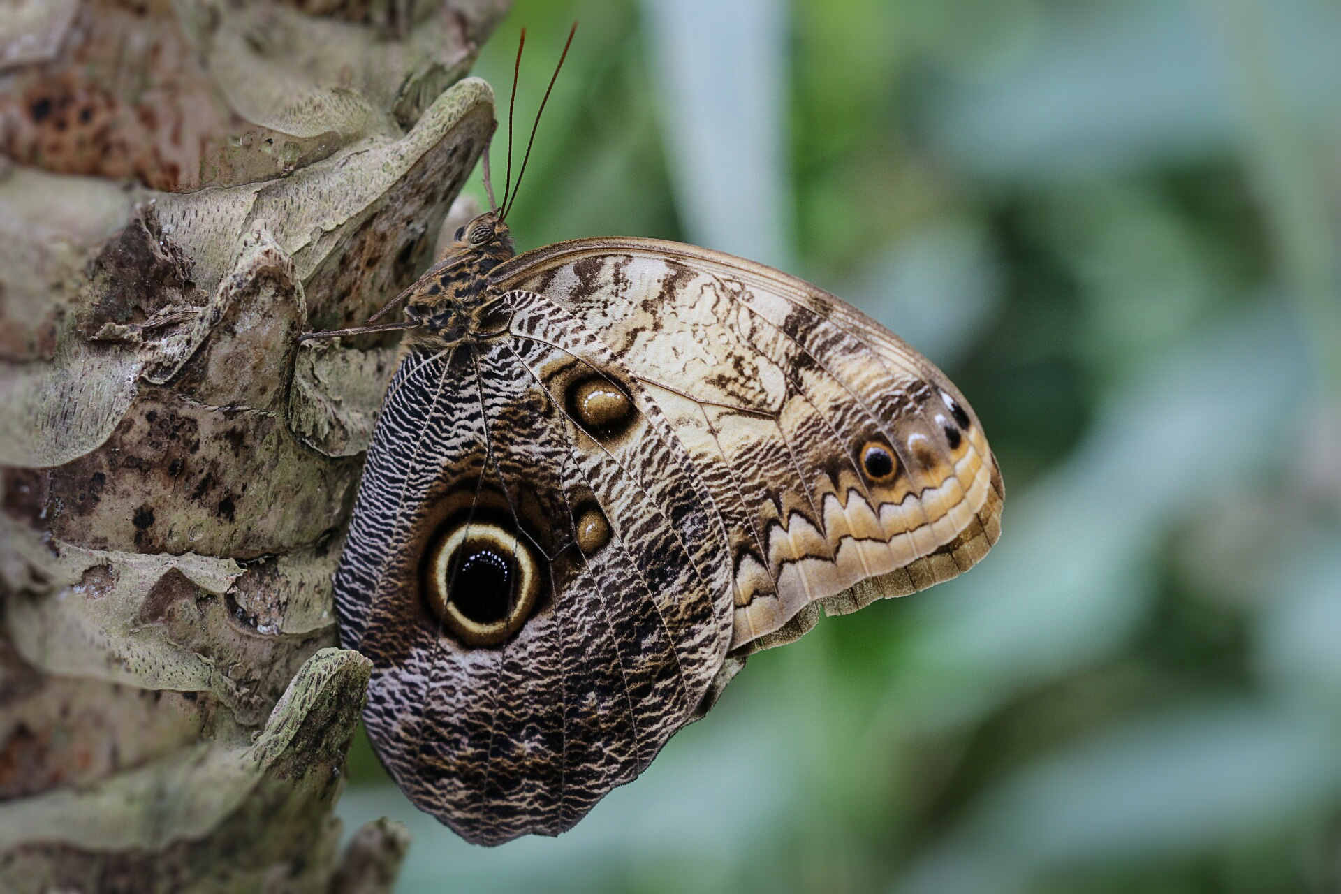 Owl butterfly