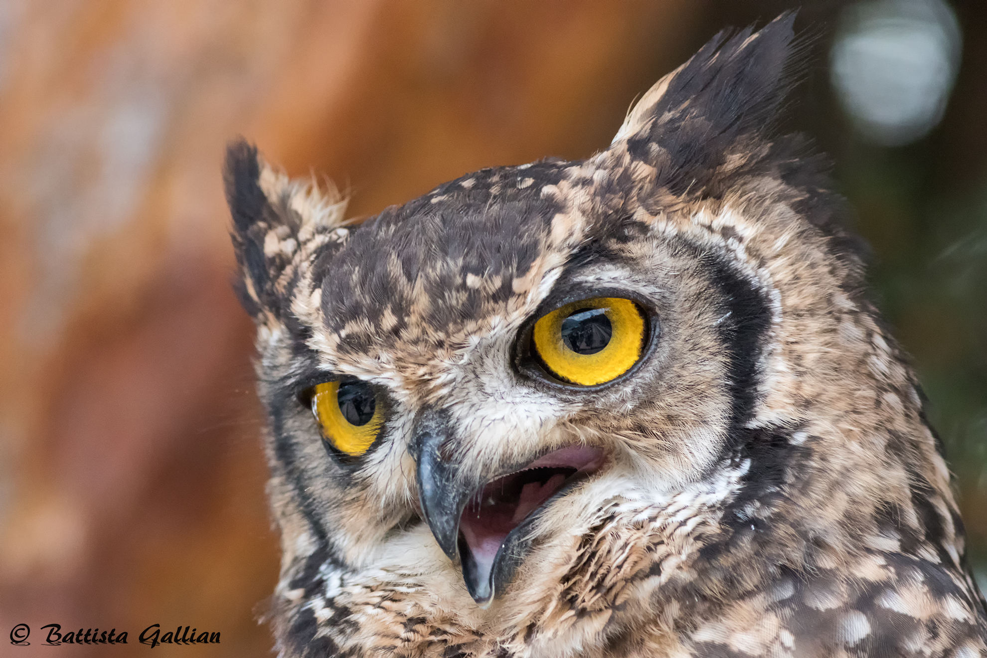 Parc animalier, Embrun, "Lo sguardo del gufo".
