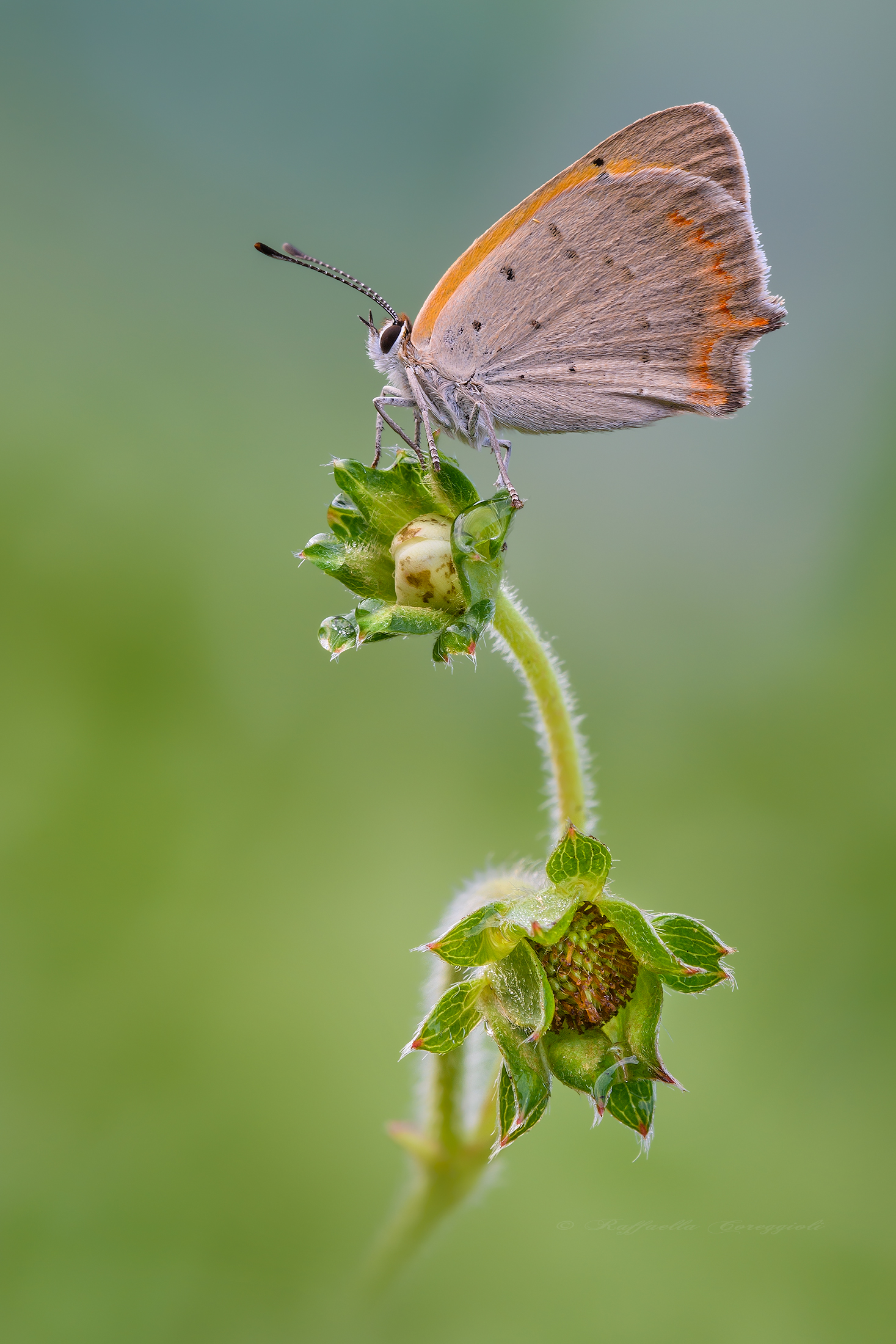 Lycaena phlaeas
