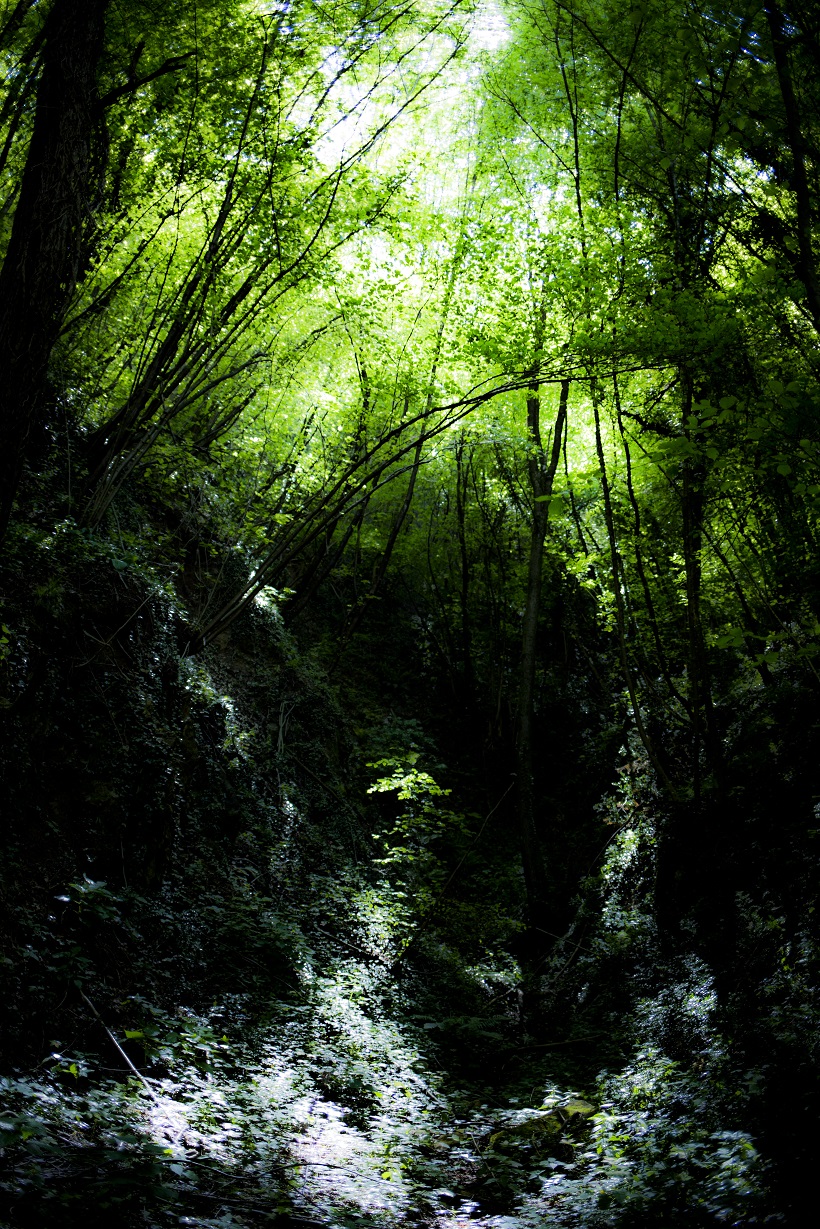 Reflections of the undergrowth