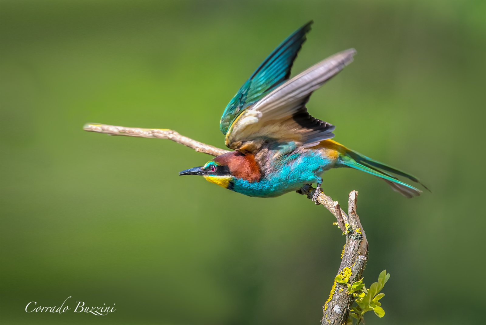 Gruccione - the detachment
