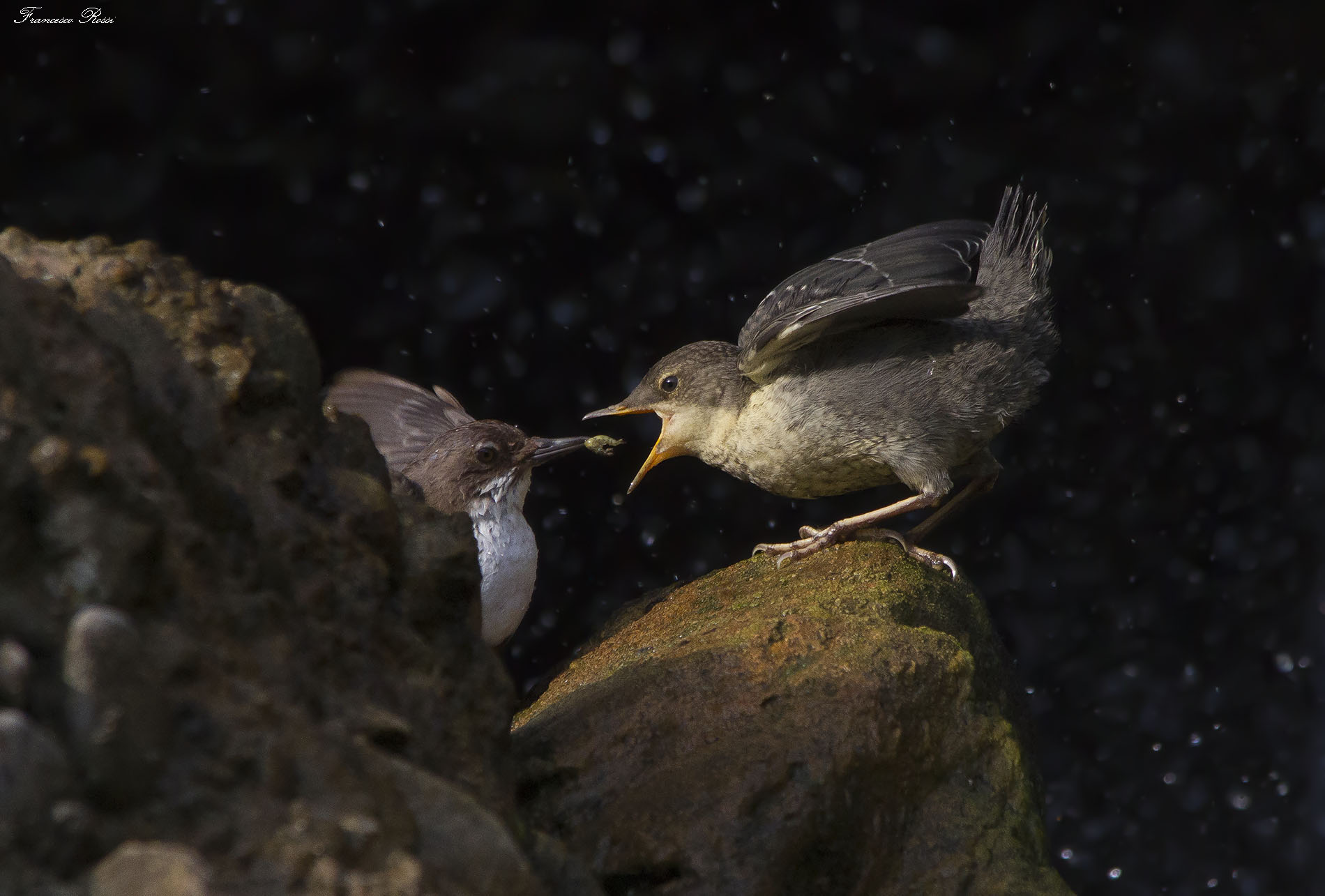 The Imbecile Merlot Acquaintance ...