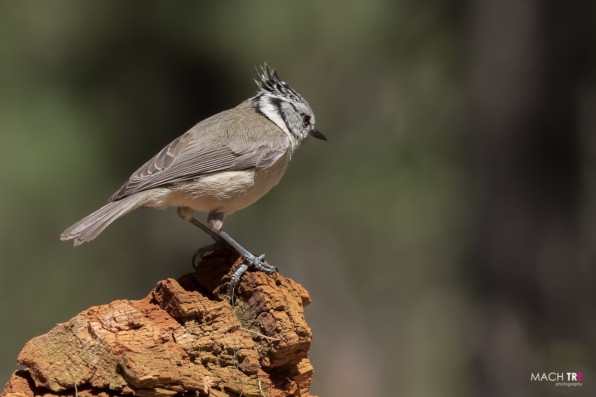 Cincia dal ciuffo (Lophophanes cristatus)