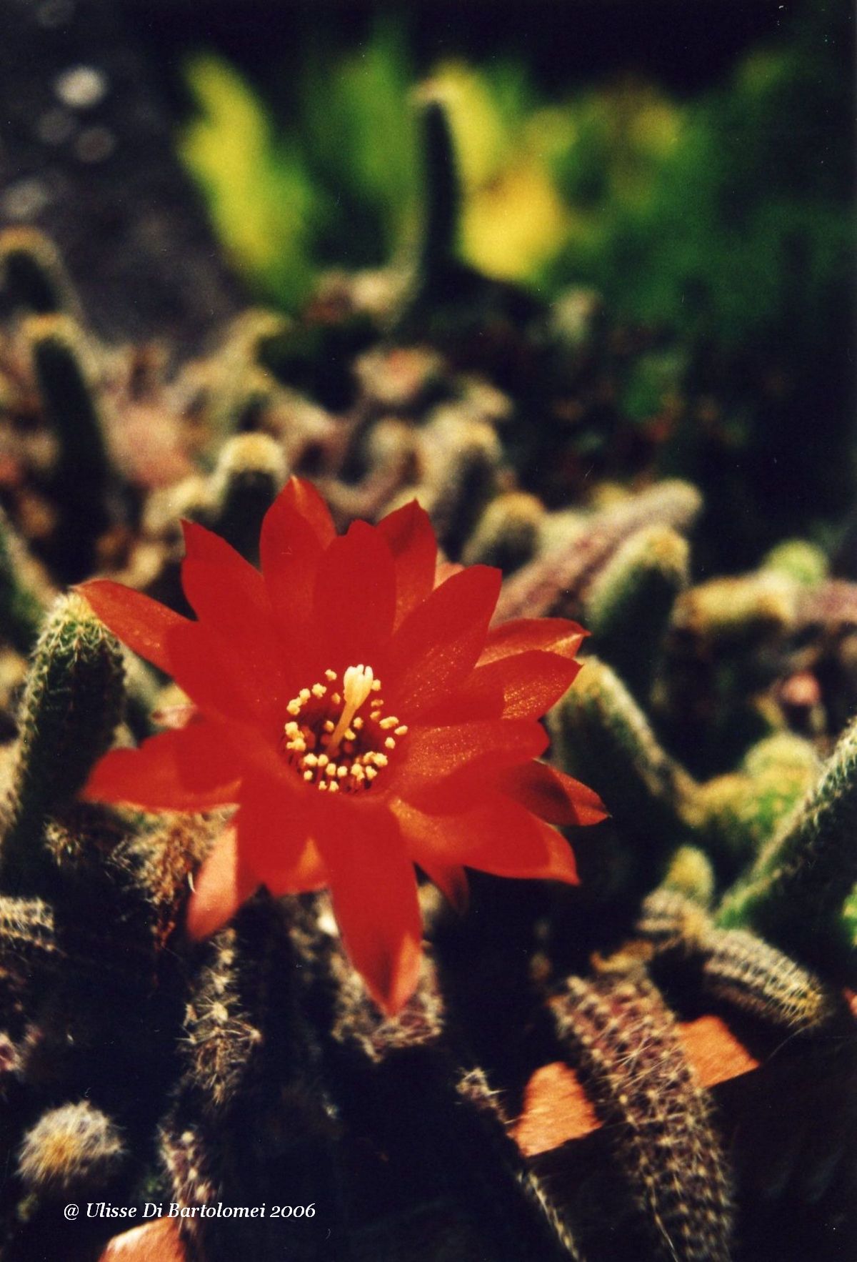 The red on the thorns