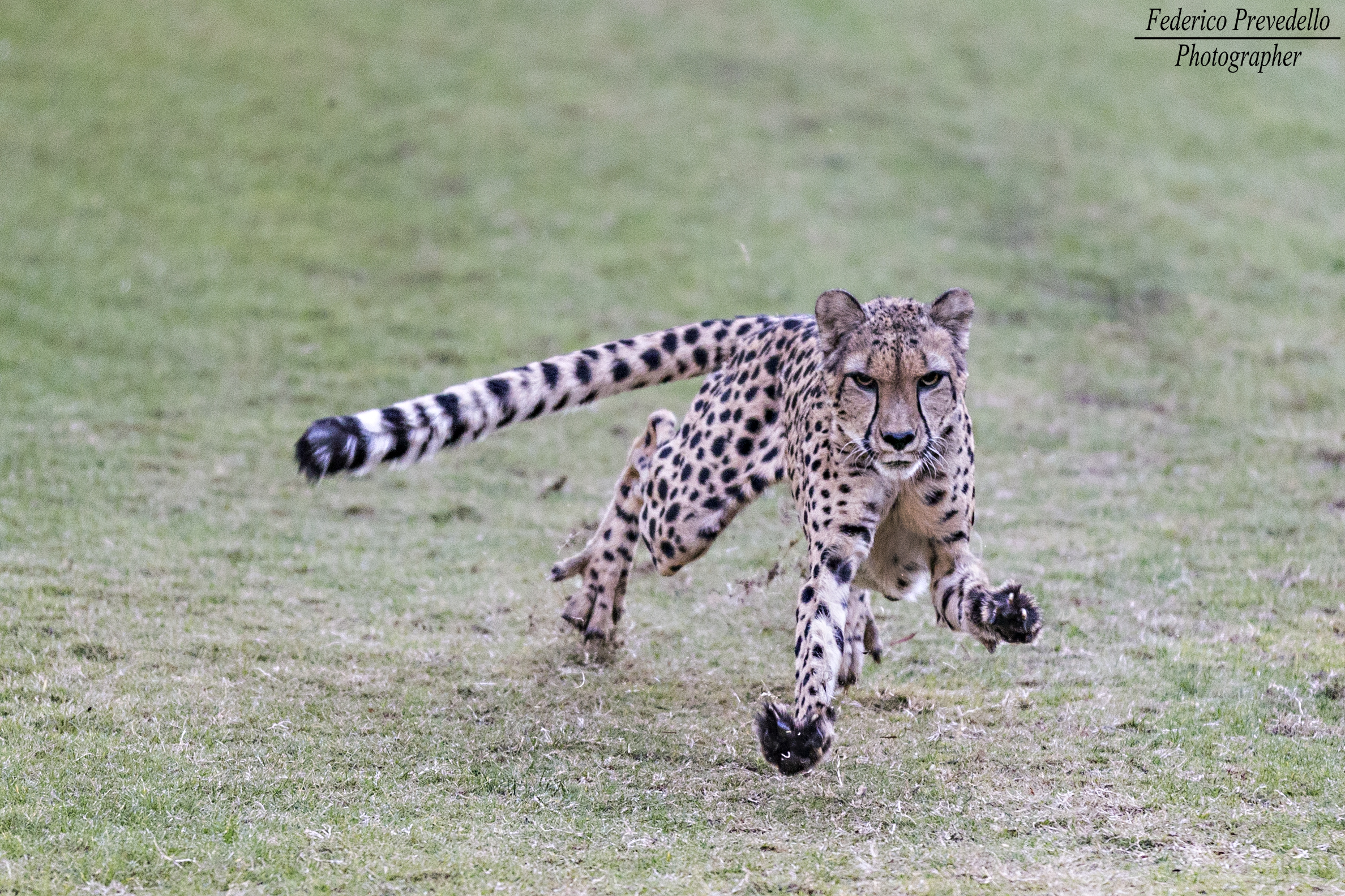 Cheetah 120km/h
