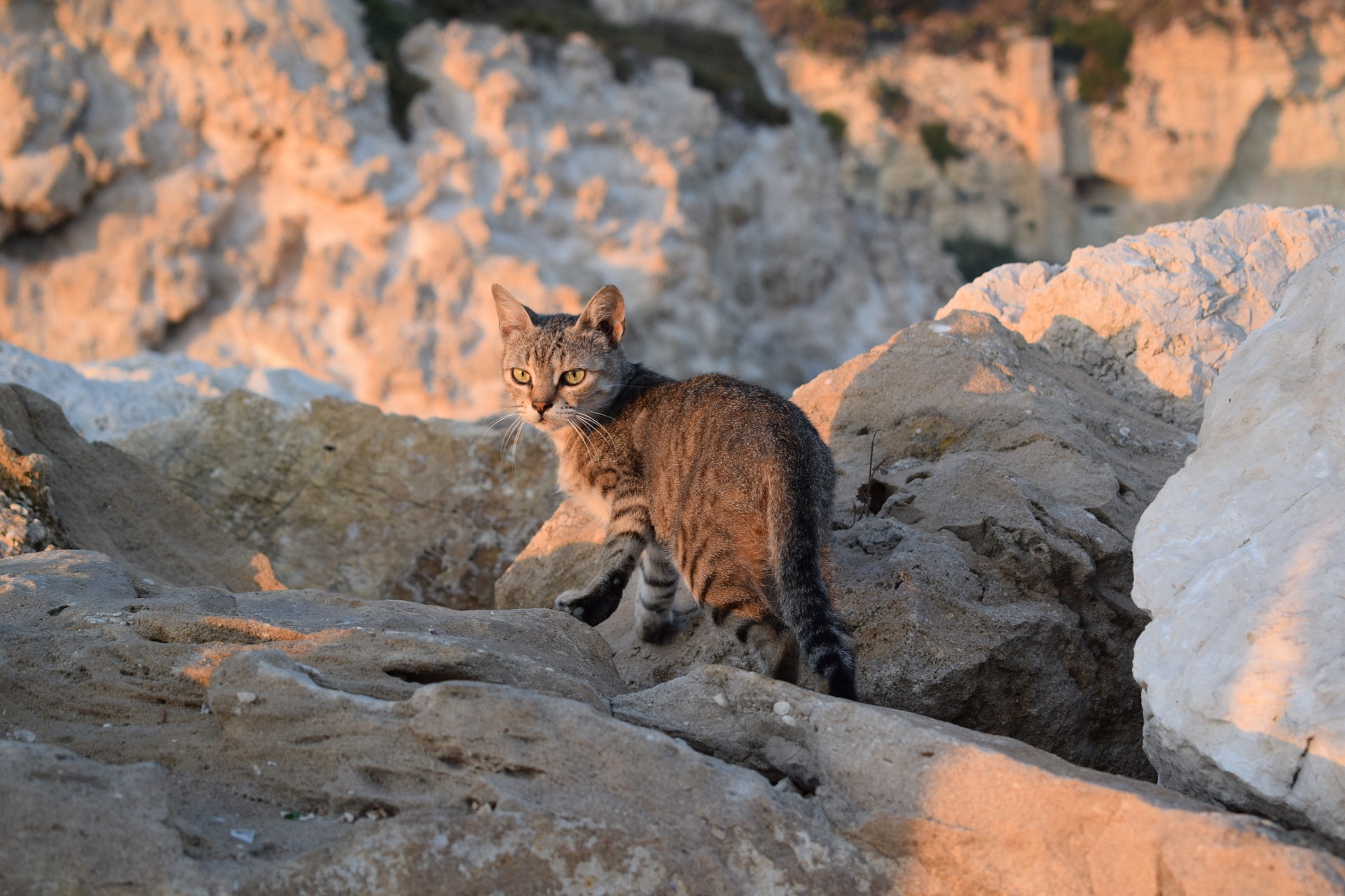 Harbor cat