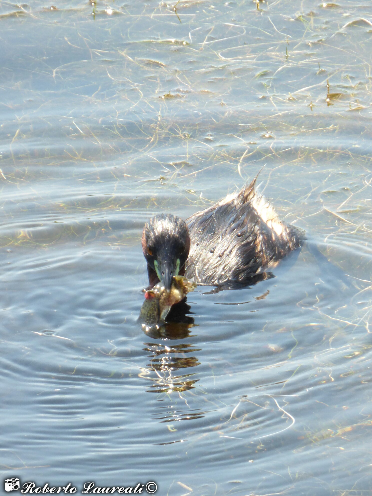 Common Tuff (Tachybaptus ruficollis)