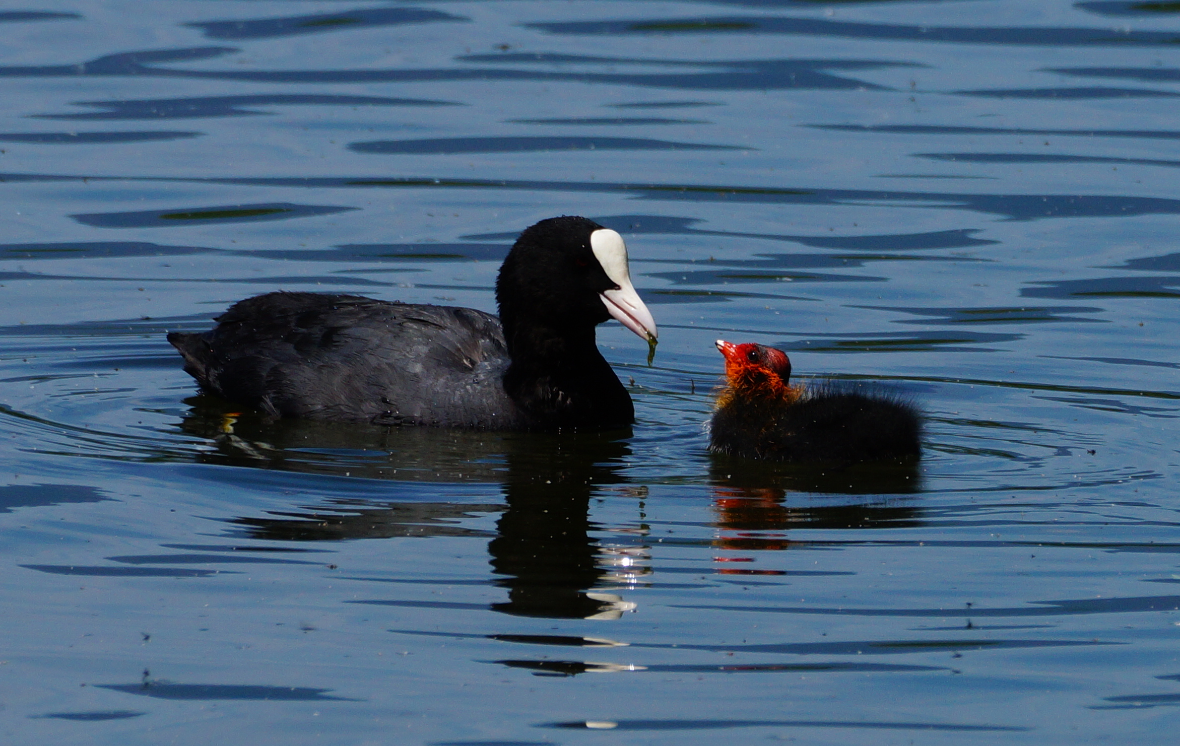e' ora della merenda