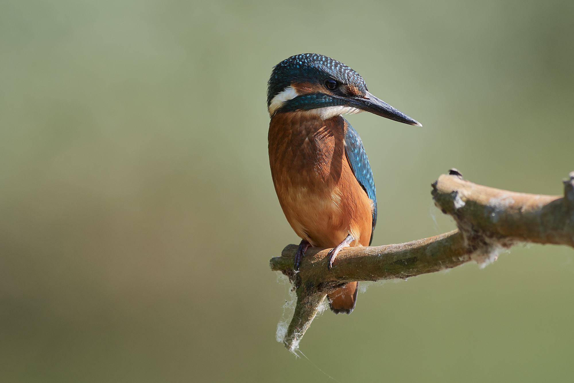 Kingfisher