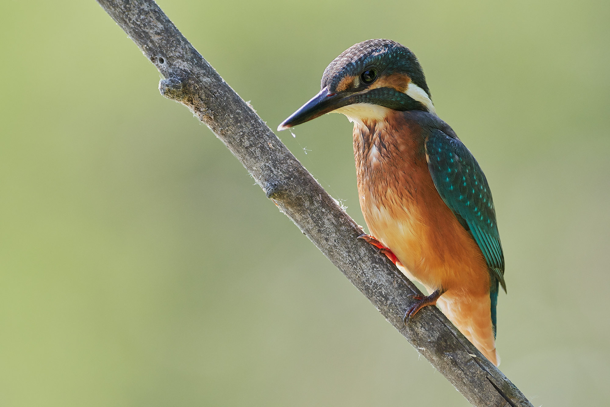 Kingfisher