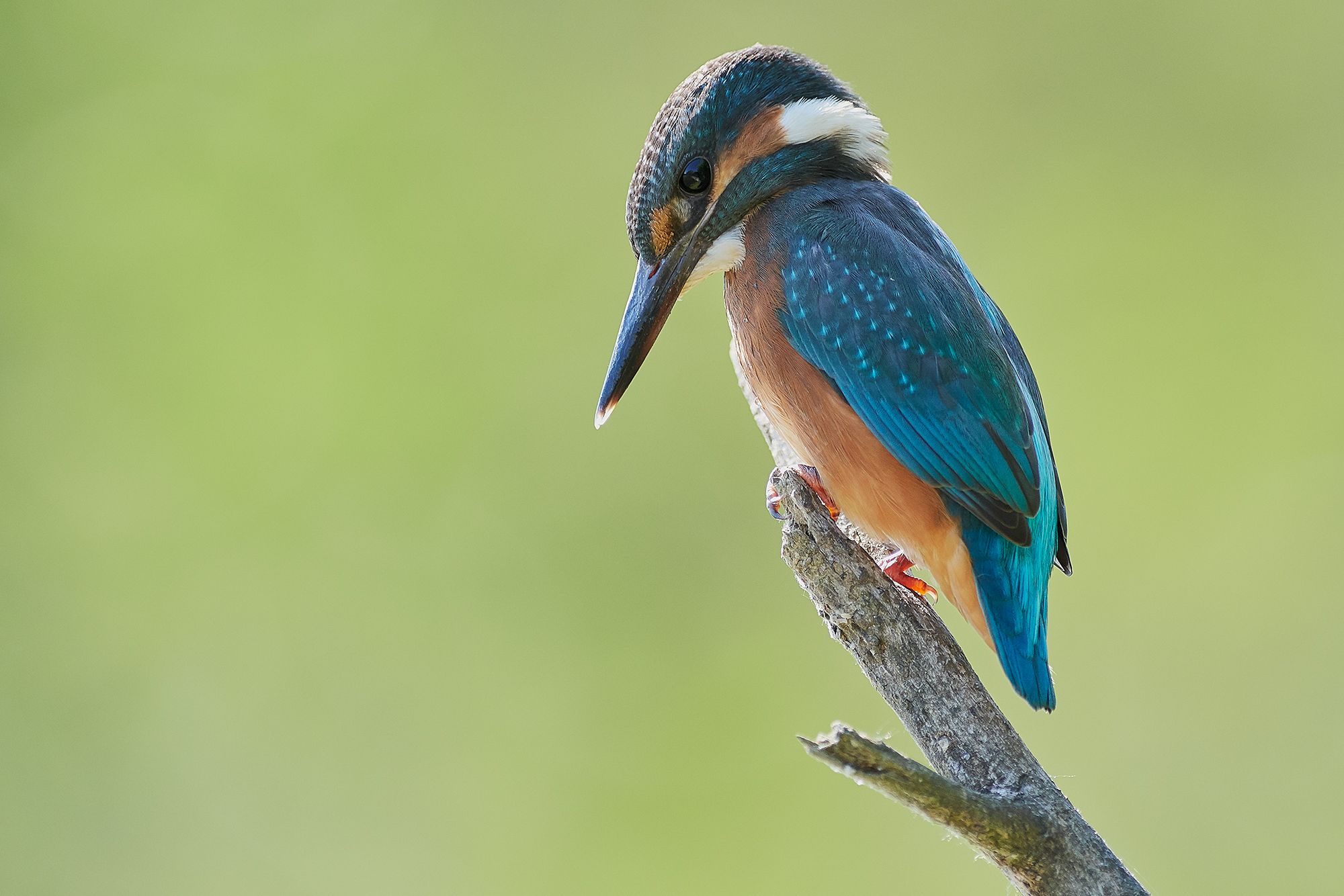 Kingfisher