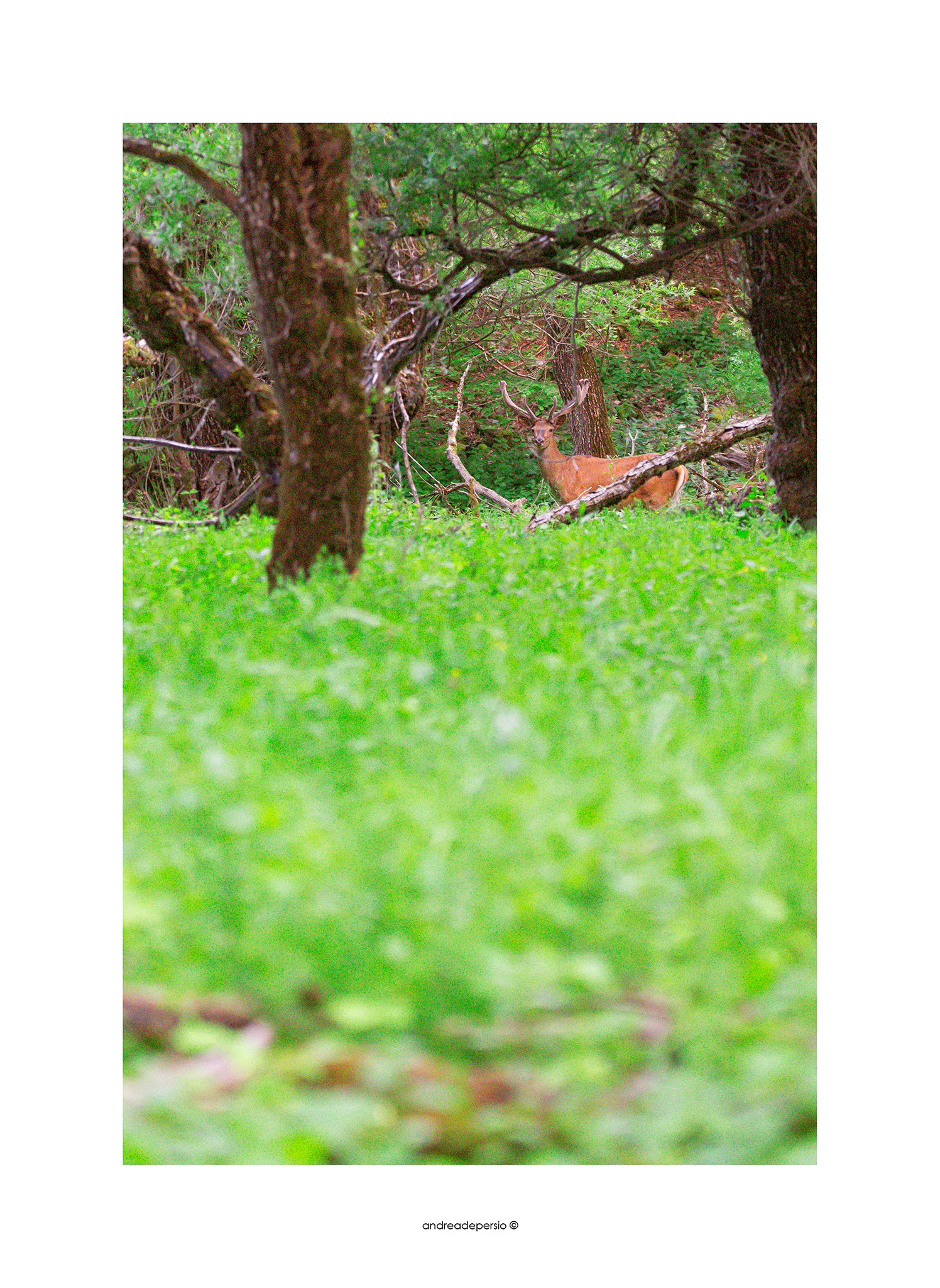 Presenze silenziose!