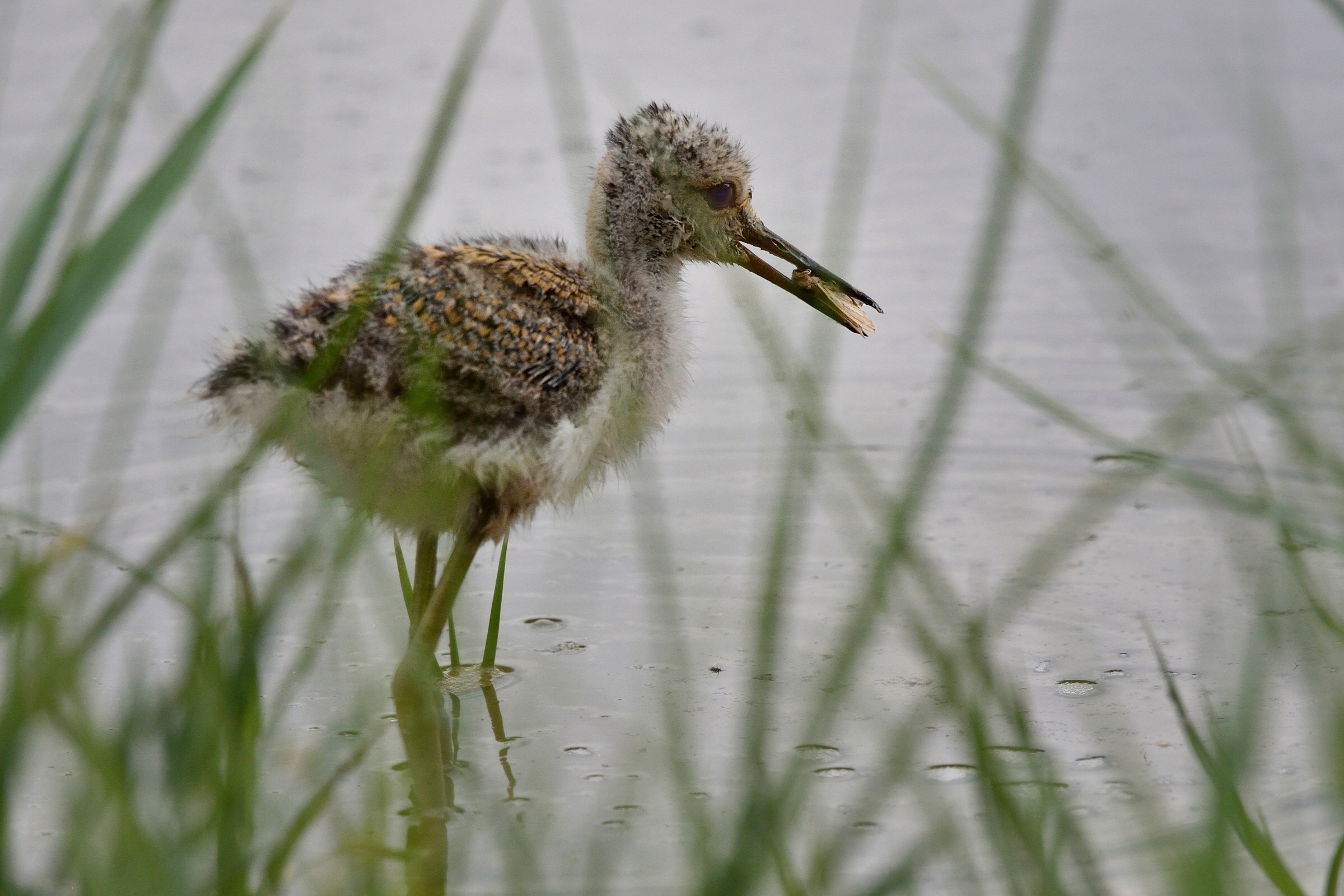 Prime Predations ....