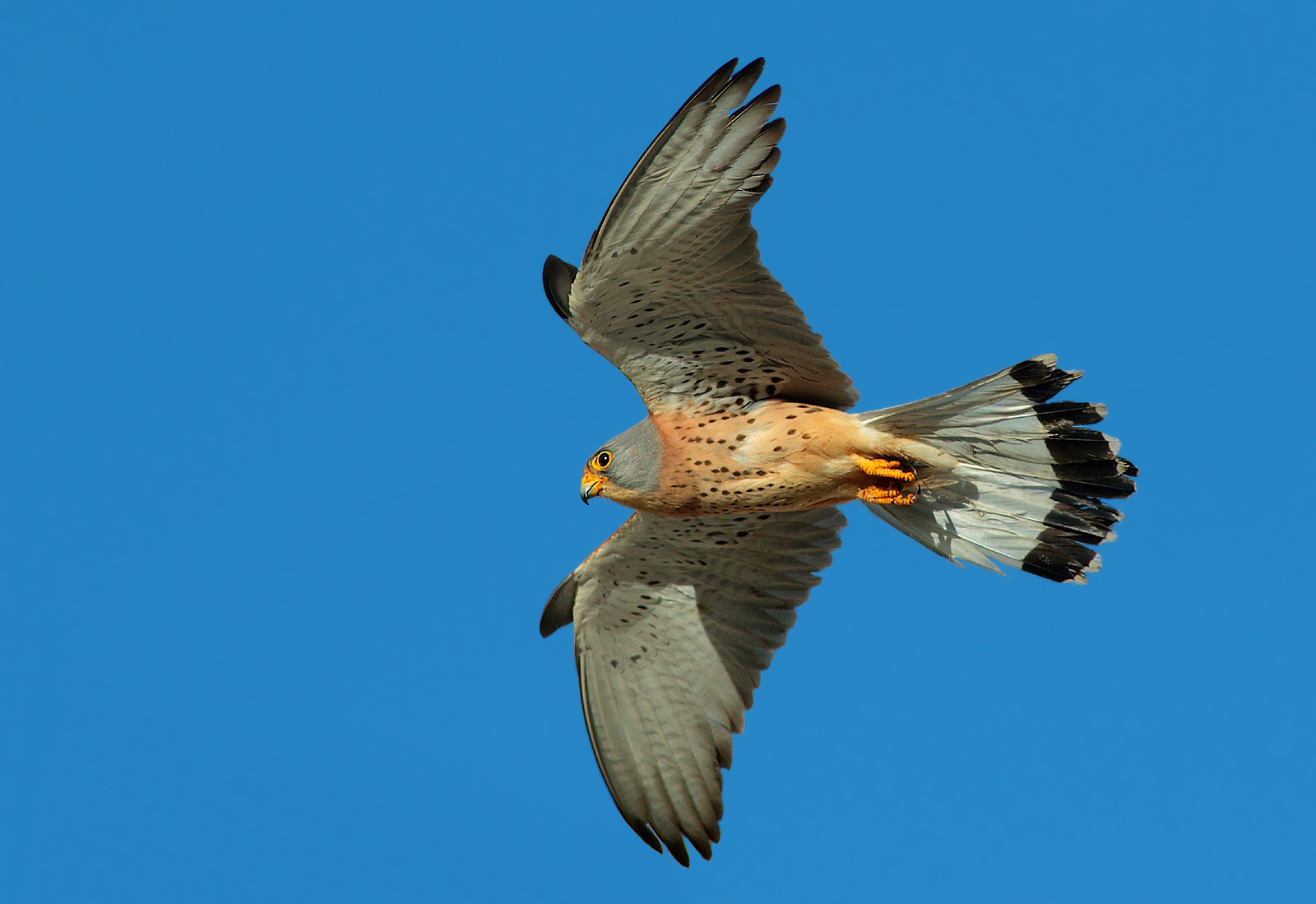 Grilled (M) in hunting