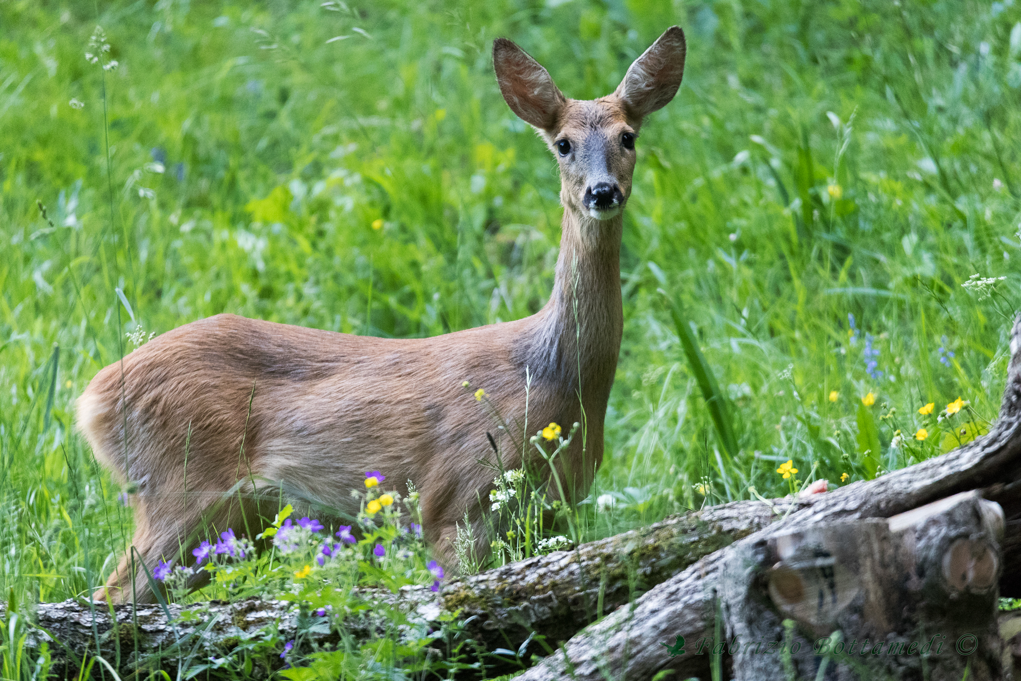 Husky "model" posing